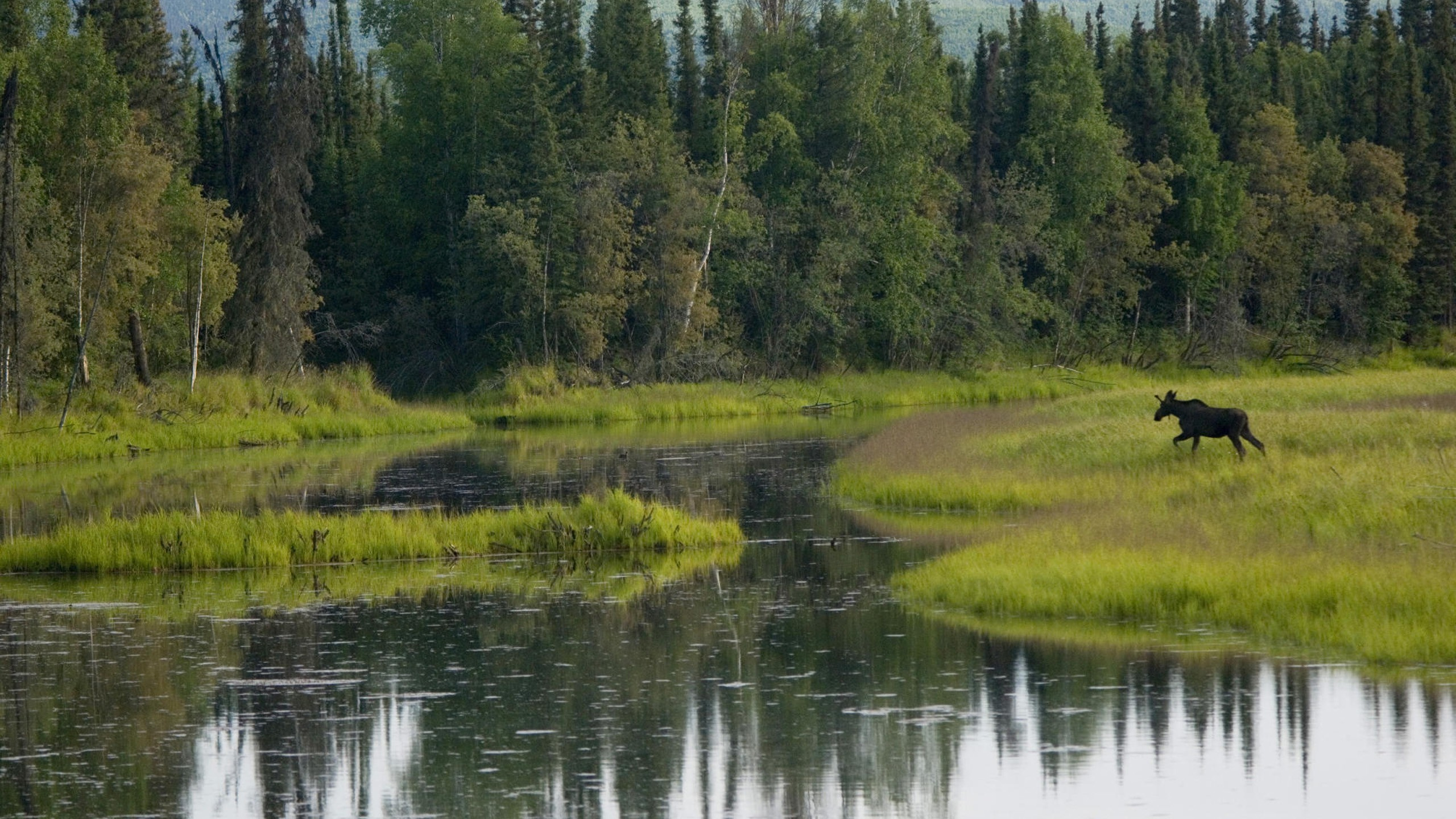 Обои природа, дикая местность, отражение, природный заповедник, сенокосное угодье в разрешении 2560x1440