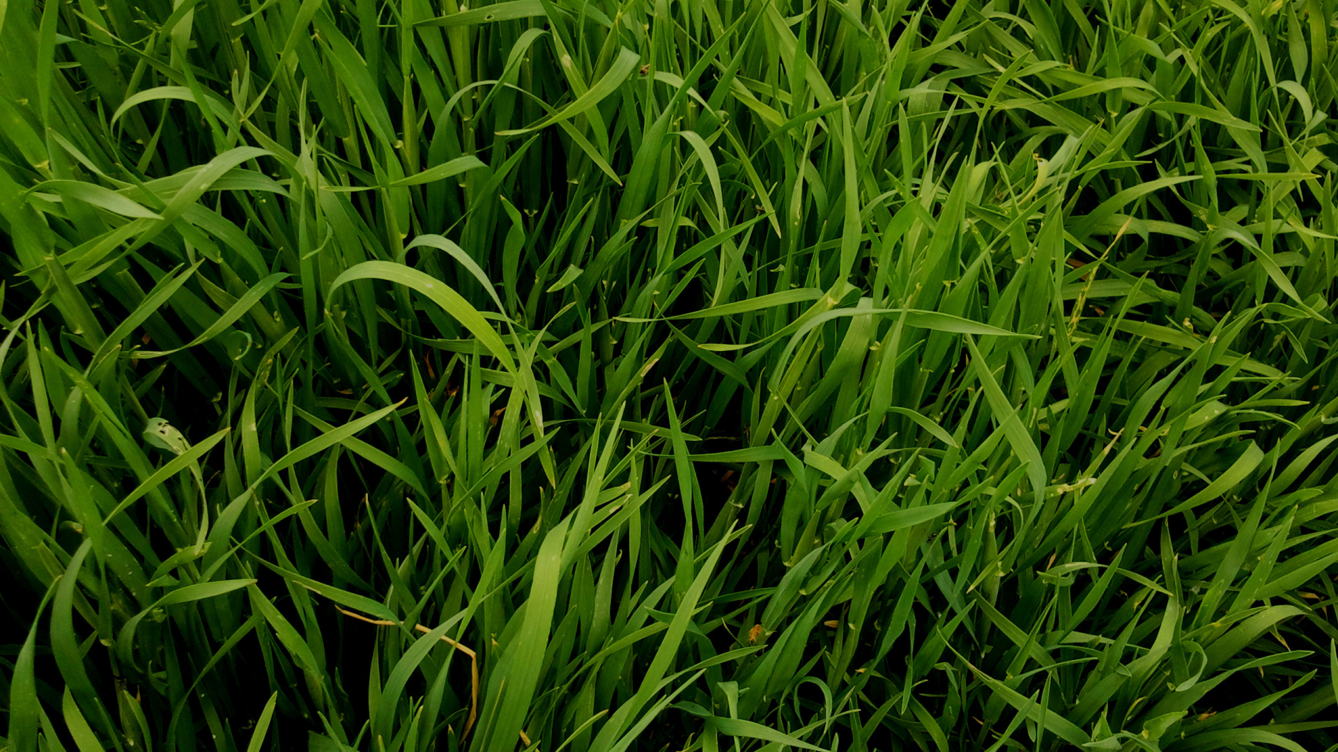 Обои сладкая трава, песня, растение, семейство травы, chrysopogon zizanioides в разрешении 1920x1080