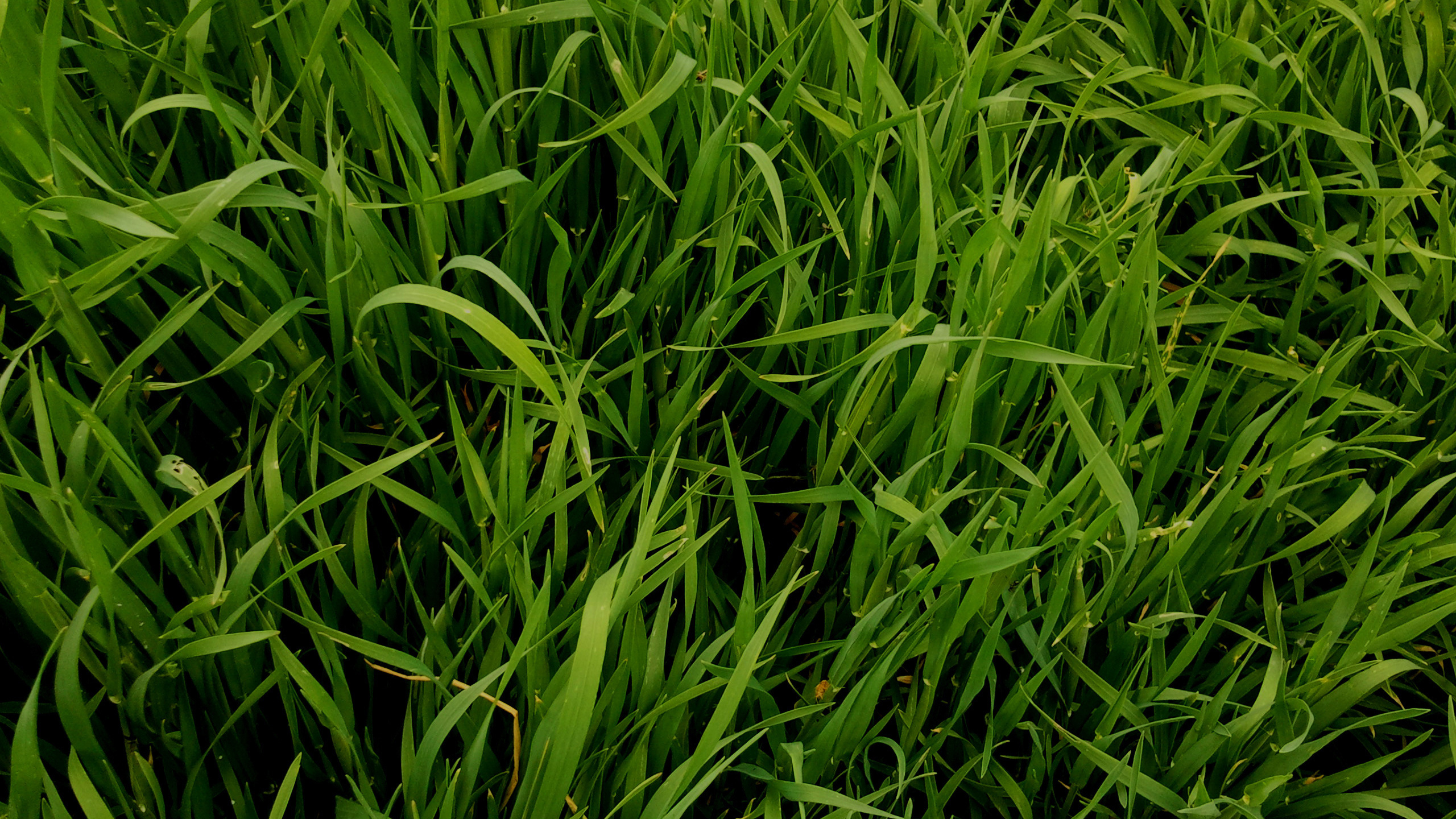 Обои сладкая трава, песня, растение, семейство травы, chrysopogon zizanioides в разрешении 2560x1440