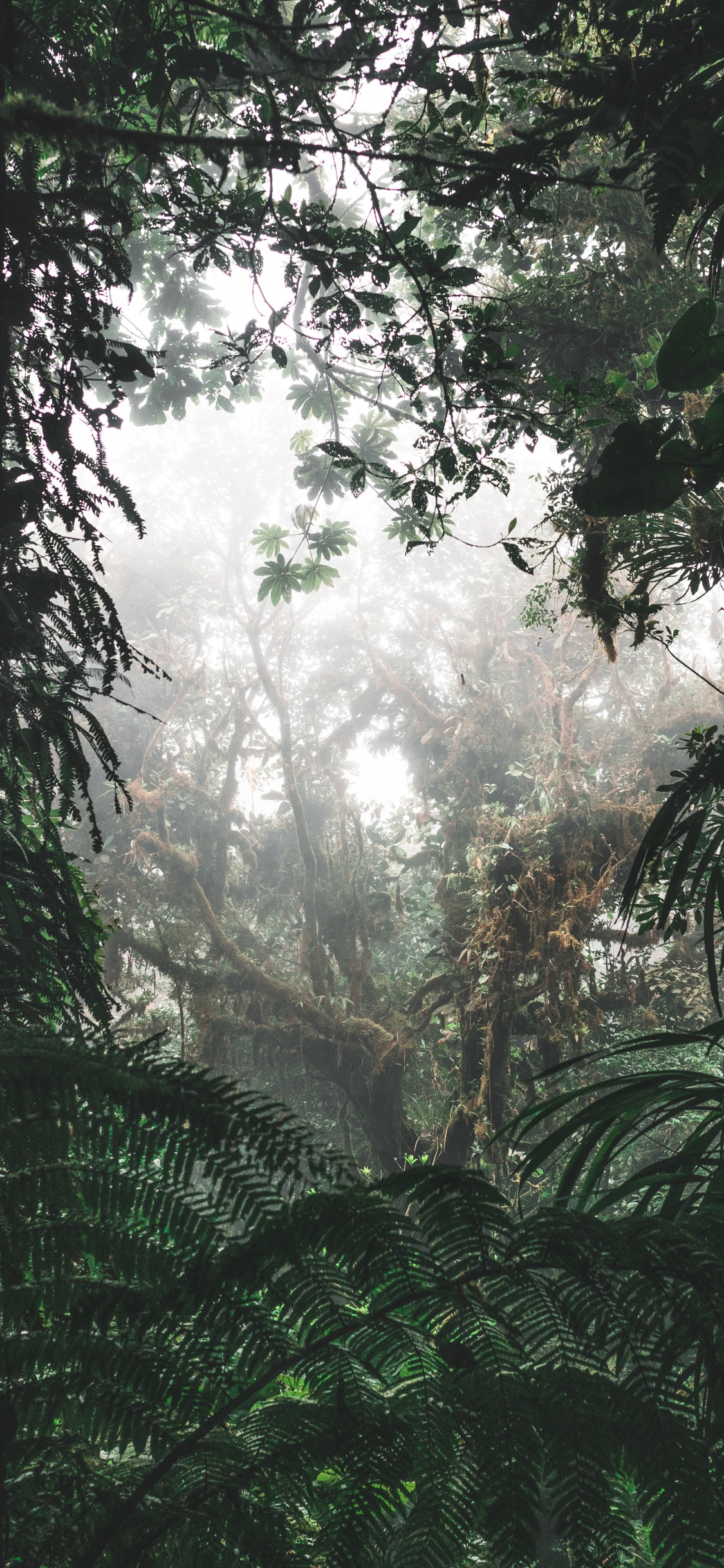 Обои окружающая среда, Флора, растительность, елово пихтовые леса, дерево в разрешении 1125x2436