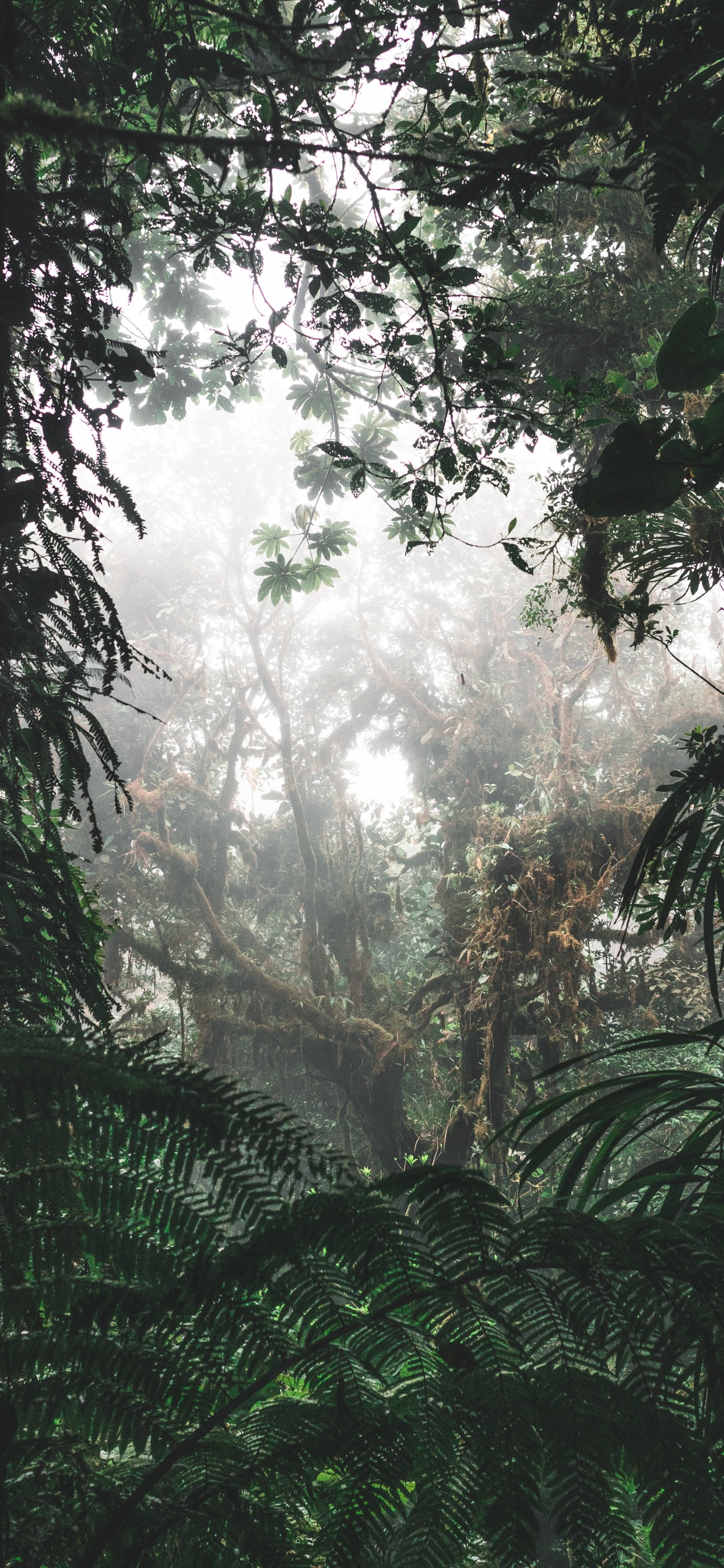 Обои окружающая среда, Флора, растительность, елово пихтовые леса, дерево в разрешении 1242x2688