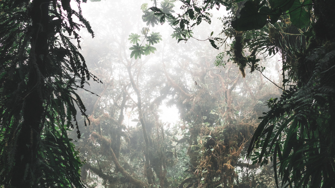 Обои окружающая среда, Флора, растительность, елово пихтовые леса, дерево в разрешении 1366x768