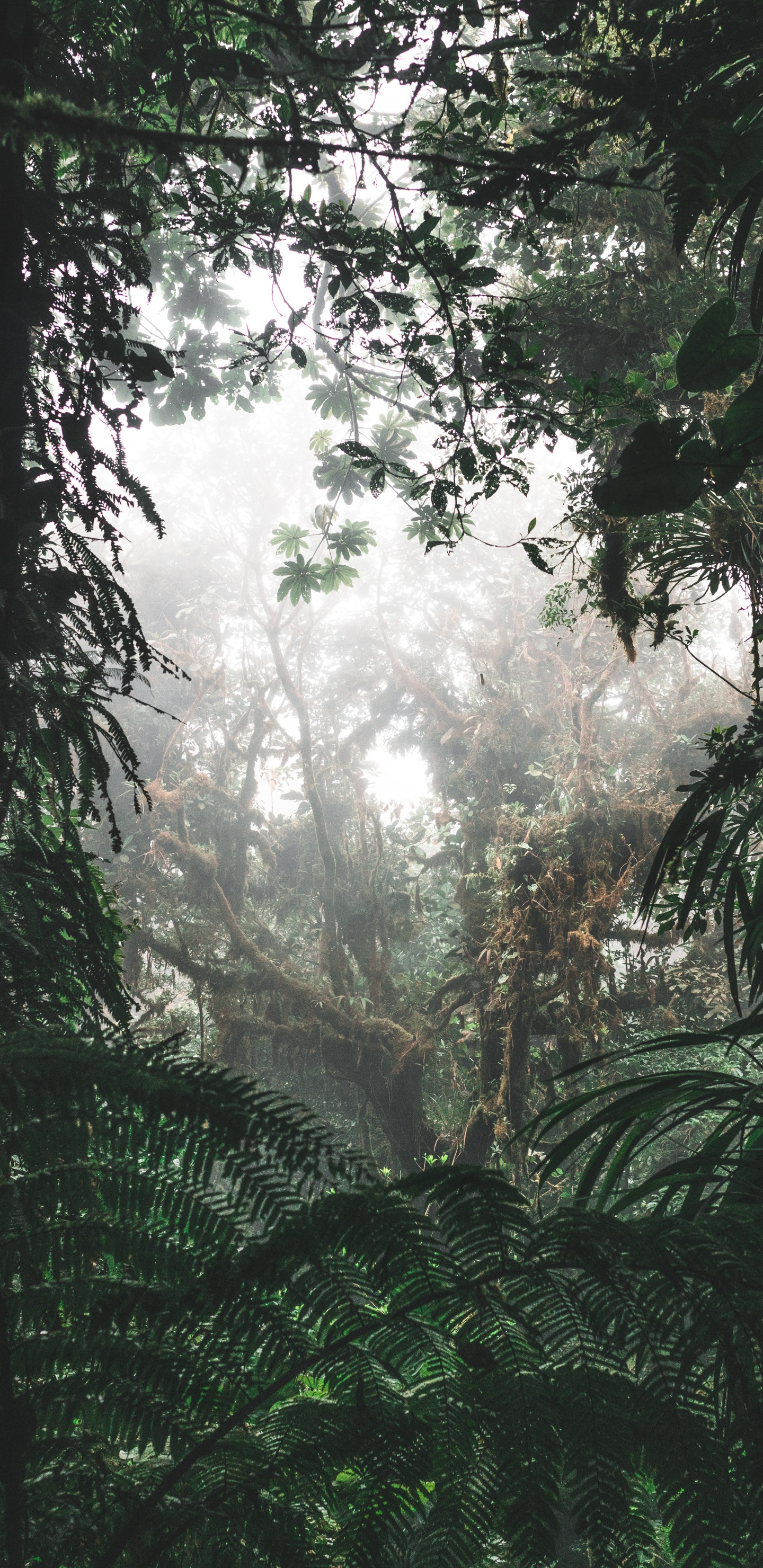 Обои окружающая среда, Флора, растительность, елово пихтовые леса, дерево в разрешении 1440x2960