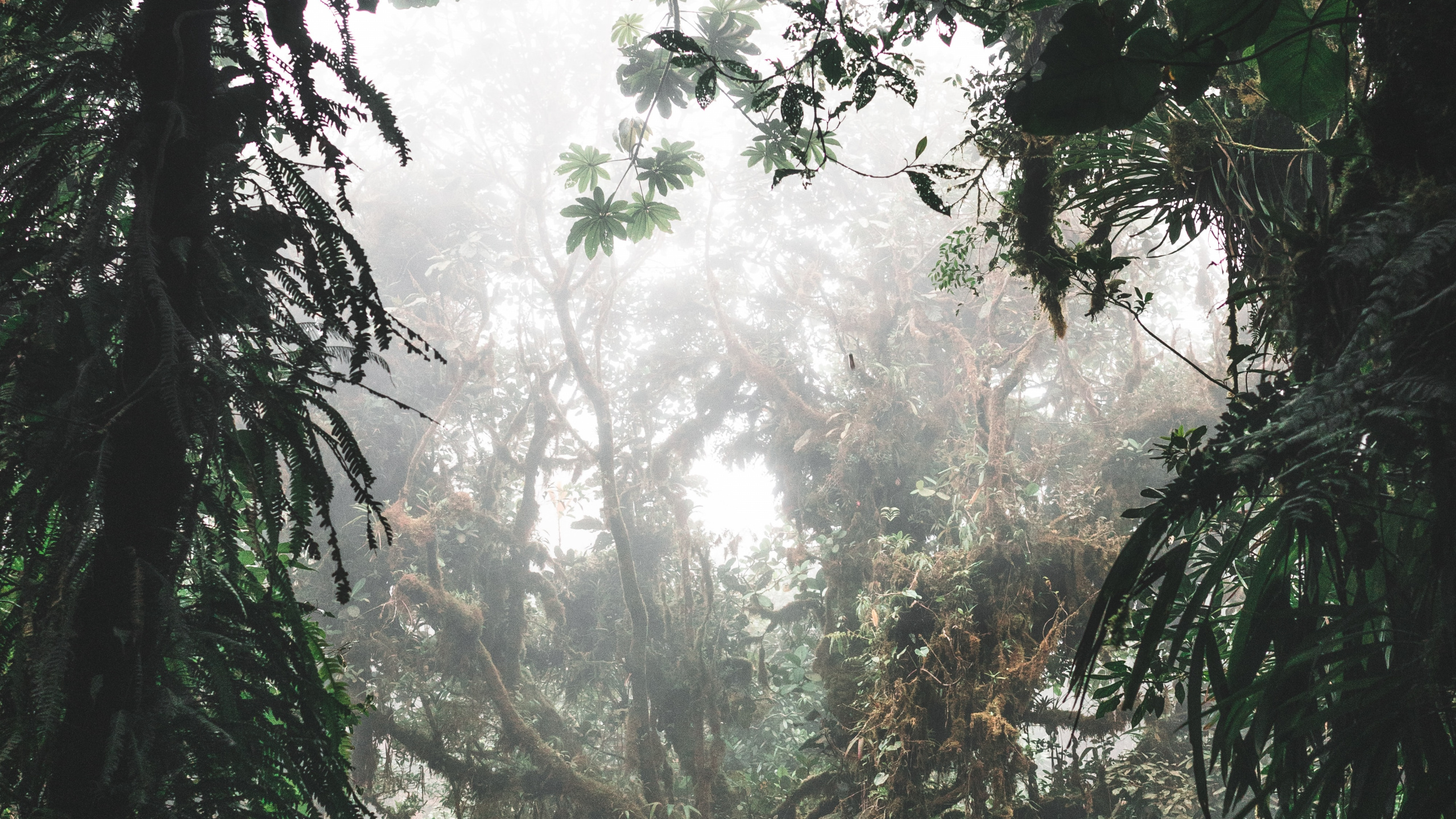 Обои окружающая среда, Флора, растительность, елово пихтовые леса, дерево в разрешении 2560x1440