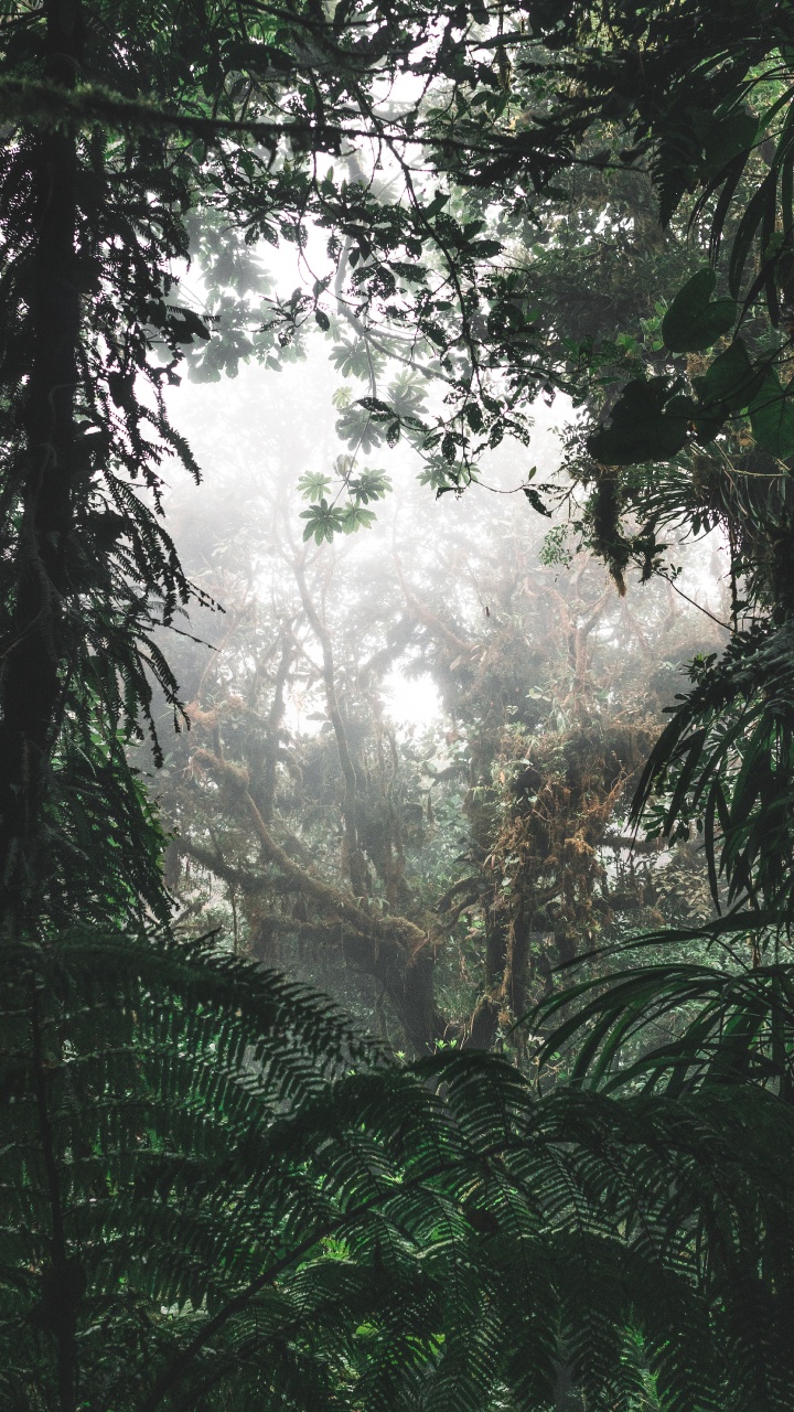 Обои окружающая среда, Флора, растительность, елово пихтовые леса, дерево в разрешении 720x1280
