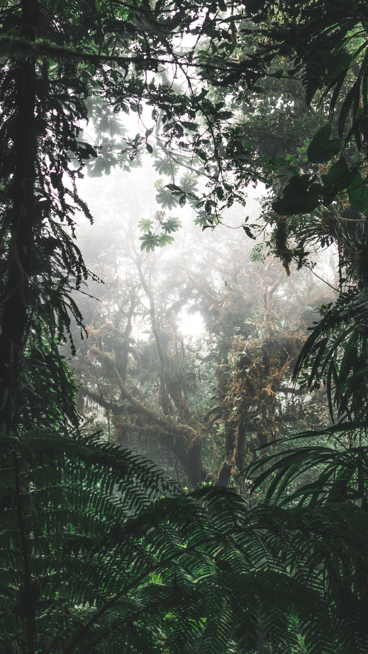 Обои окружающая среда, Флора, растительность, елово пихтовые леса, дерево в разрешении 750x1334