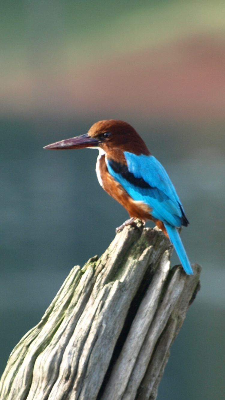 Обои ракшеобразных, зимородок, птица, клюв, живая природа в разрешении 750x1334