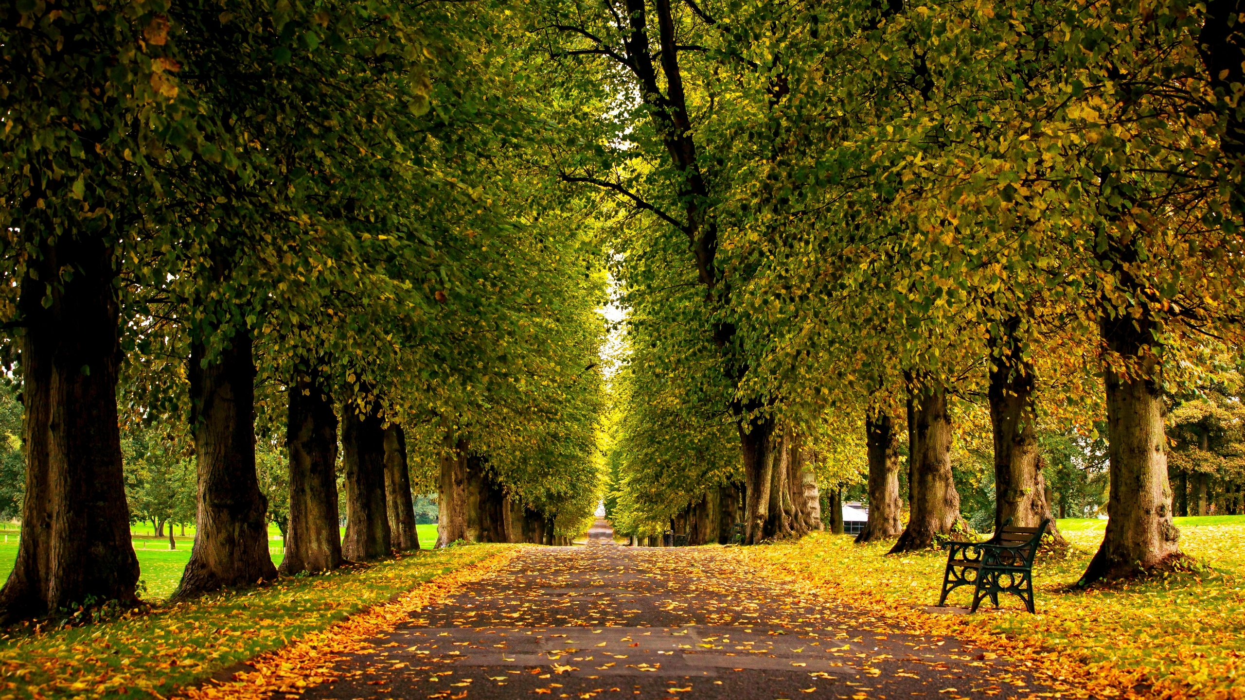 Обои дерево, природа, лист, осень, древесные растения в разрешении 2560x1440