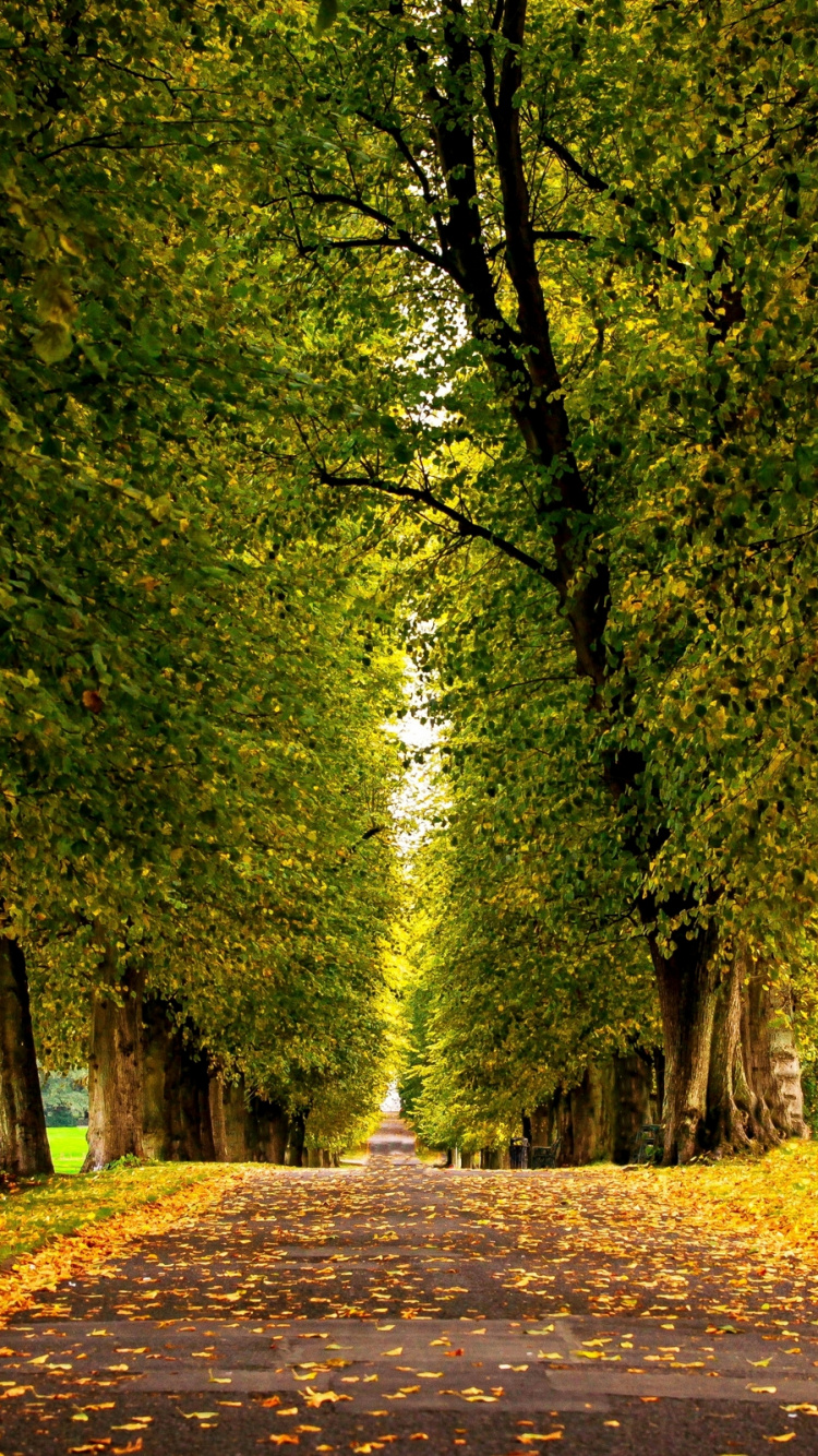 Обои дерево, природа, лист, осень, древесные растения в разрешении 750x1334