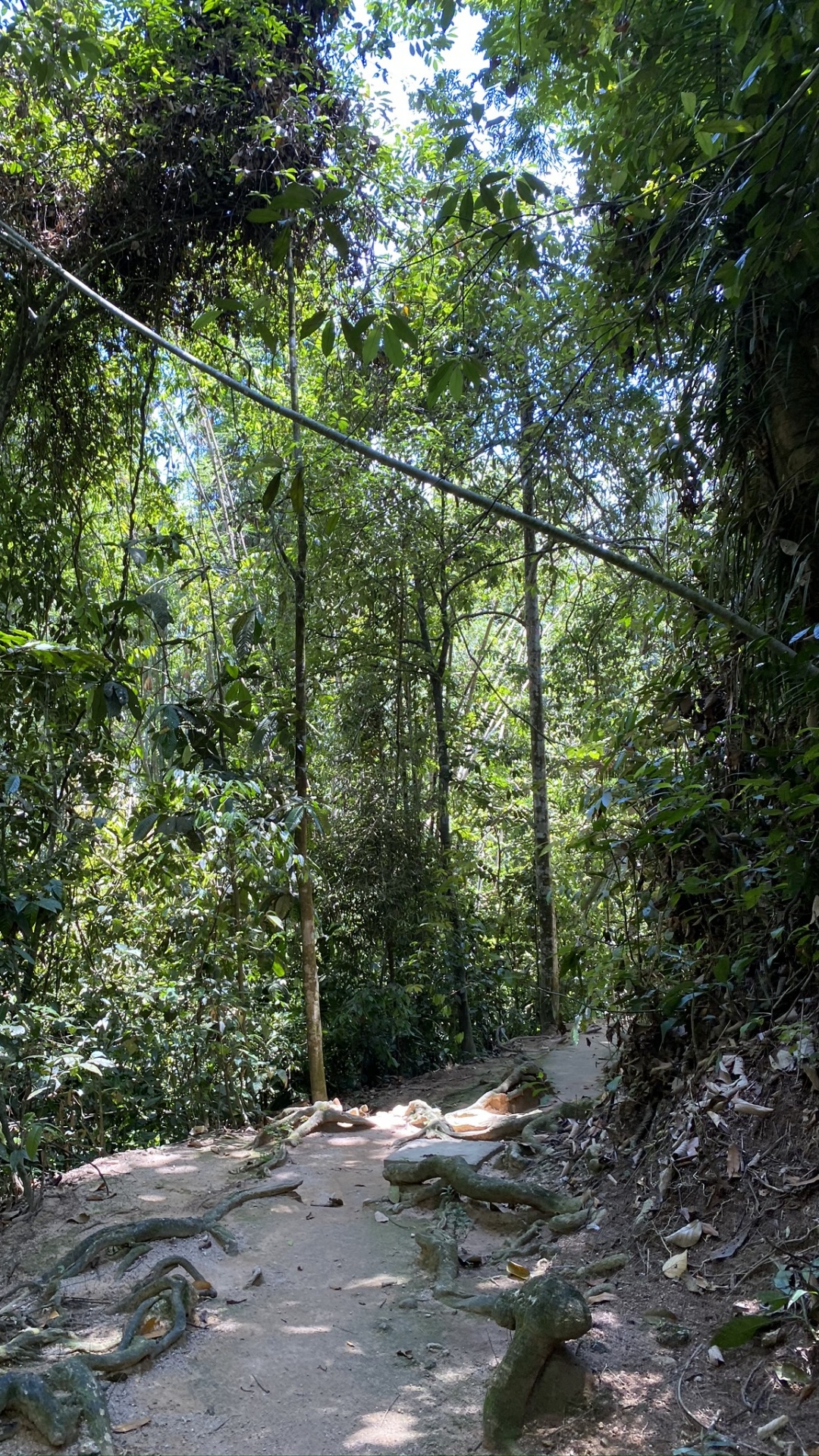 Обои растительность, природа, окружающая среда, лист, лес в разрешении 1080x1920