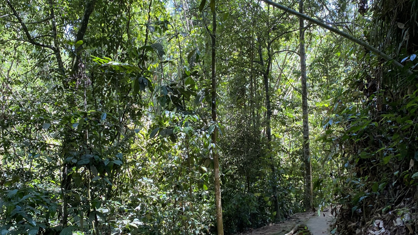 Обои растительность, природа, окружающая среда, лист, лес в разрешении 1366x768