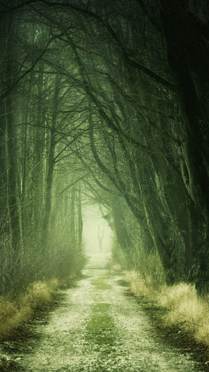 Обои растение, дорожное покрытие, природный ландшафт, ветвь, древесина в разрешении 720x1280