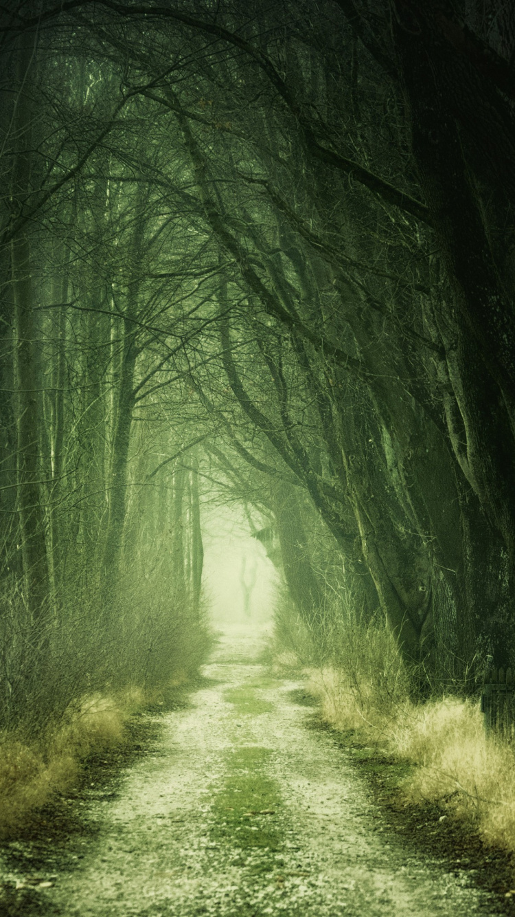 Обои растение, дорожное покрытие, природный ландшафт, ветвь, древесина в разрешении 750x1334