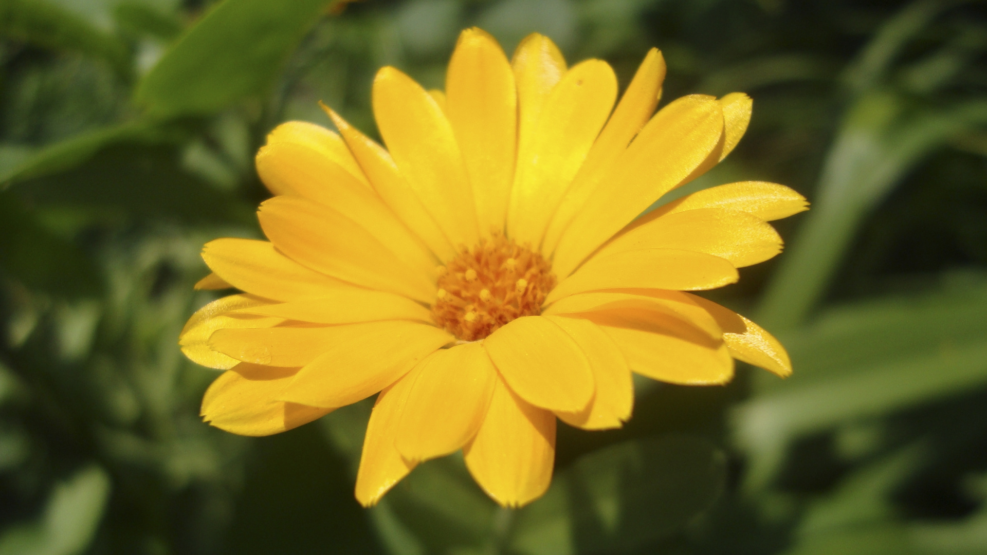 Обои лепесток, желтый, растение, лепестки, маргаритная ромашка в разрешении 1920x1080