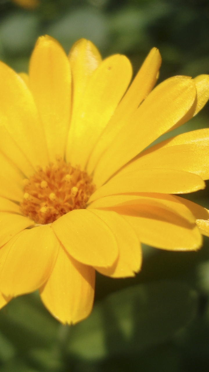Обои лепесток, желтый, растение, лепестки, маргаритная ромашка в разрешении 720x1280
