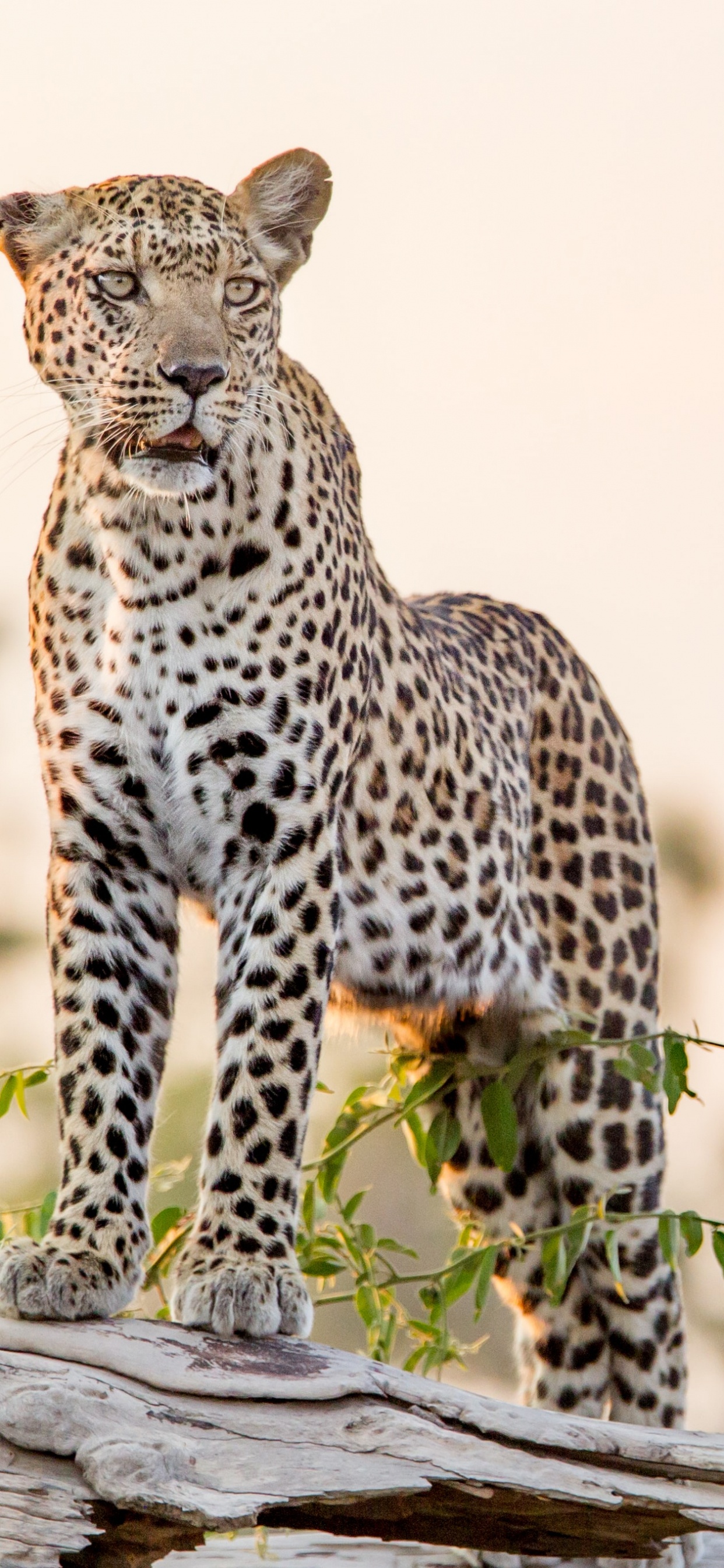 Обои Леопард, тигр, Ягуар, Гепард, большая кошка в разрешении 1242x2688