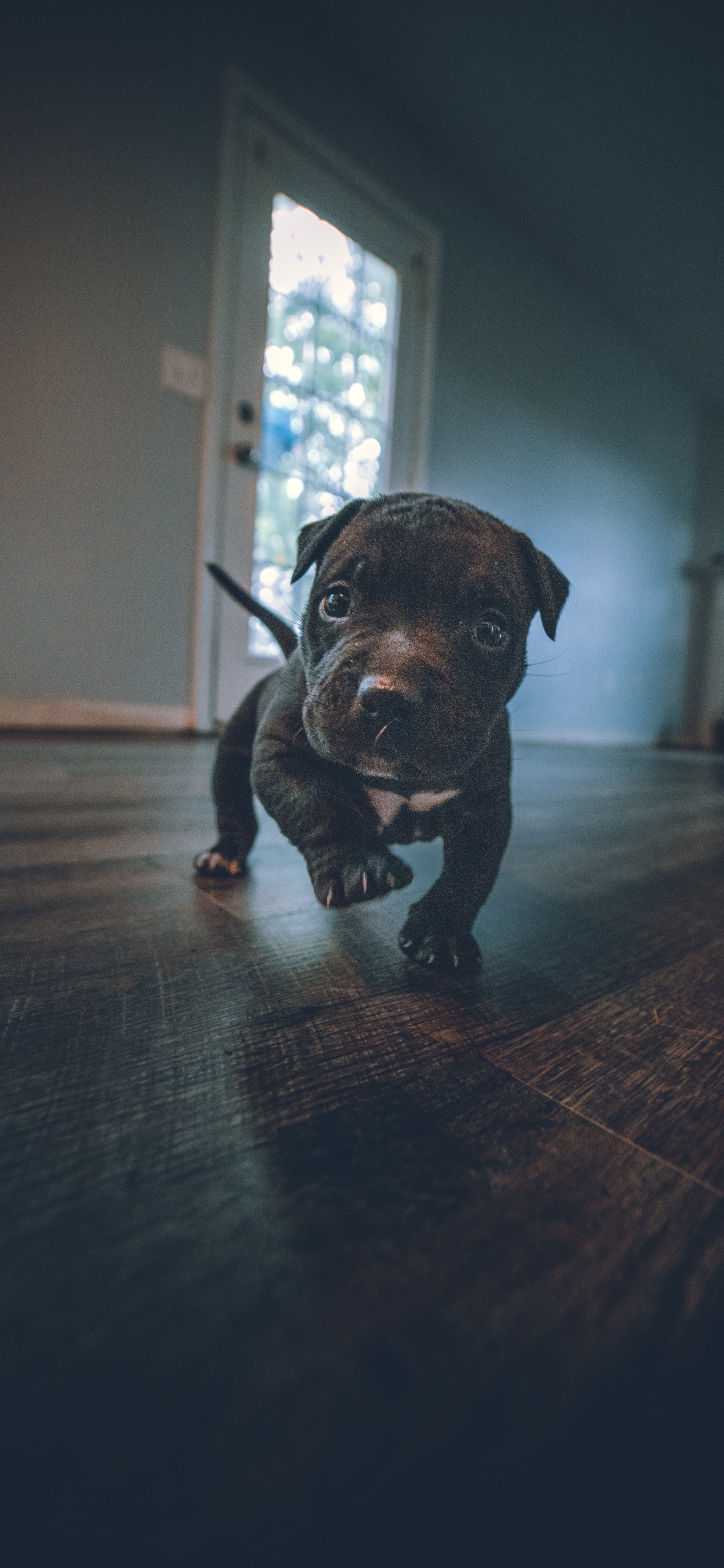 Обои датский дог, американский питбультерьер, американский булли, Псовые, пудель в разрешении 1242x2688