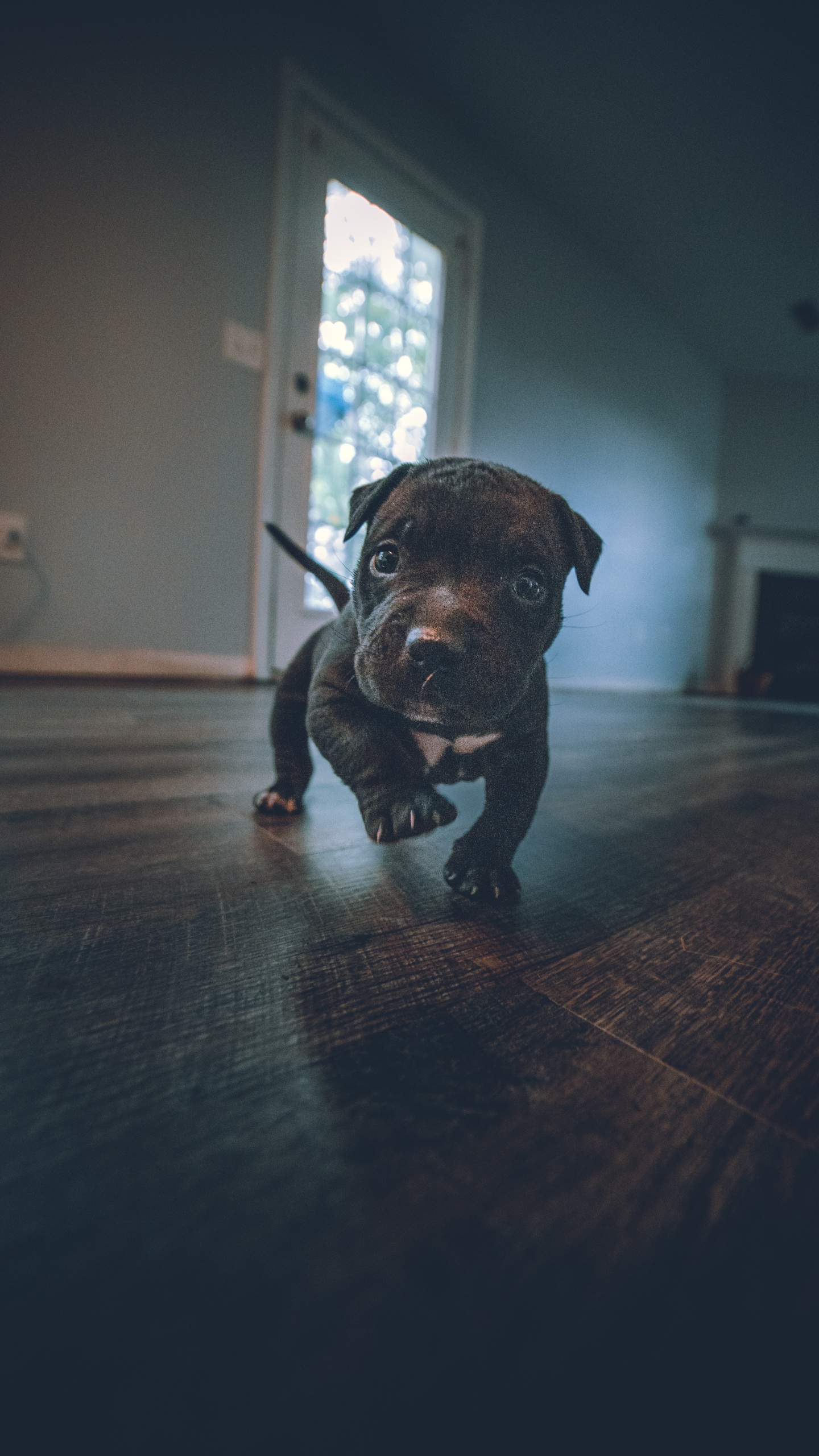 Обои датский дог, американский питбультерьер, американский булли, Псовые, пудель в разрешении 1440x2560