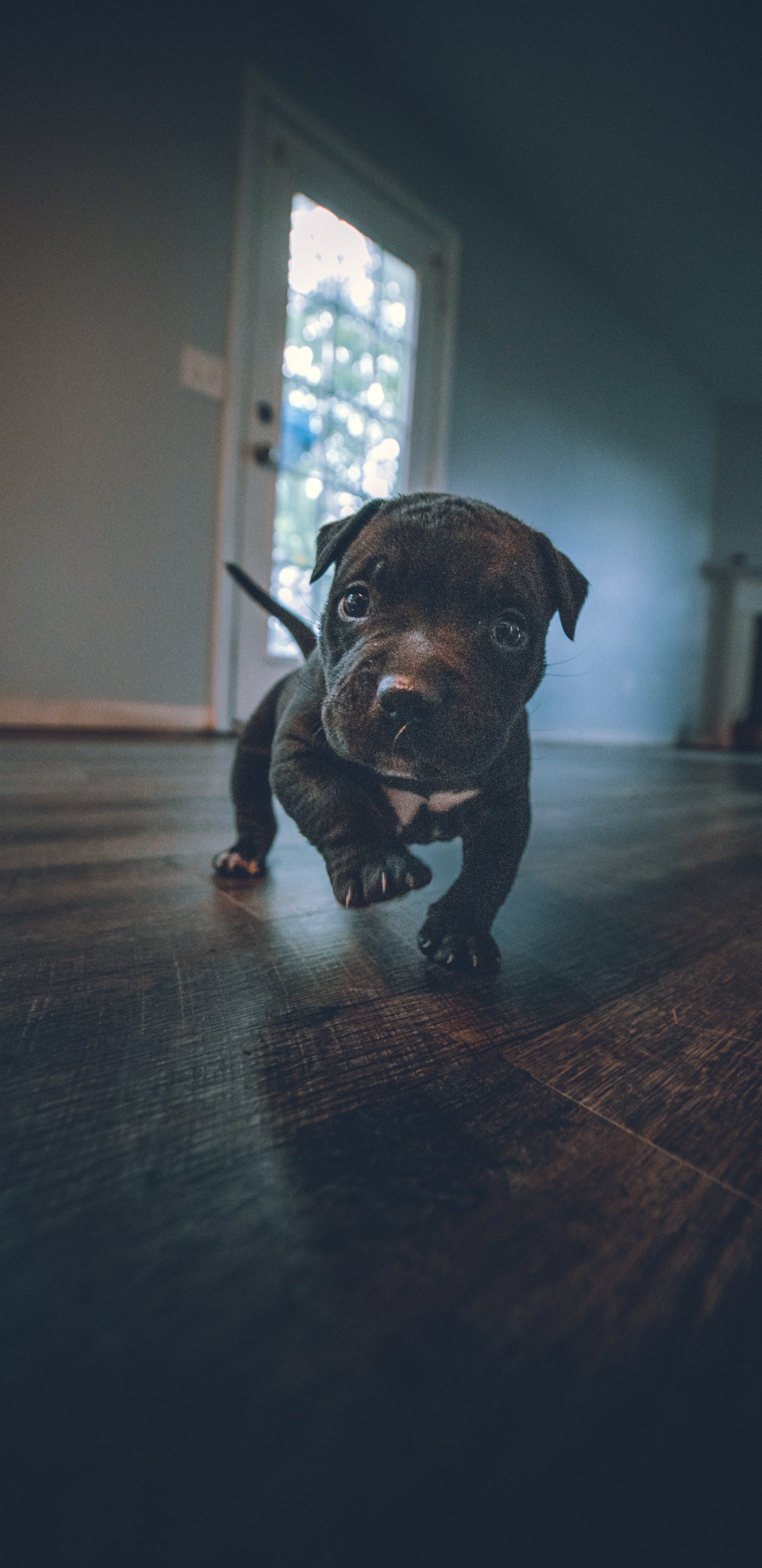 Обои датский дог, американский питбультерьер, американский булли, Псовые, пудель в разрешении 1440x2960