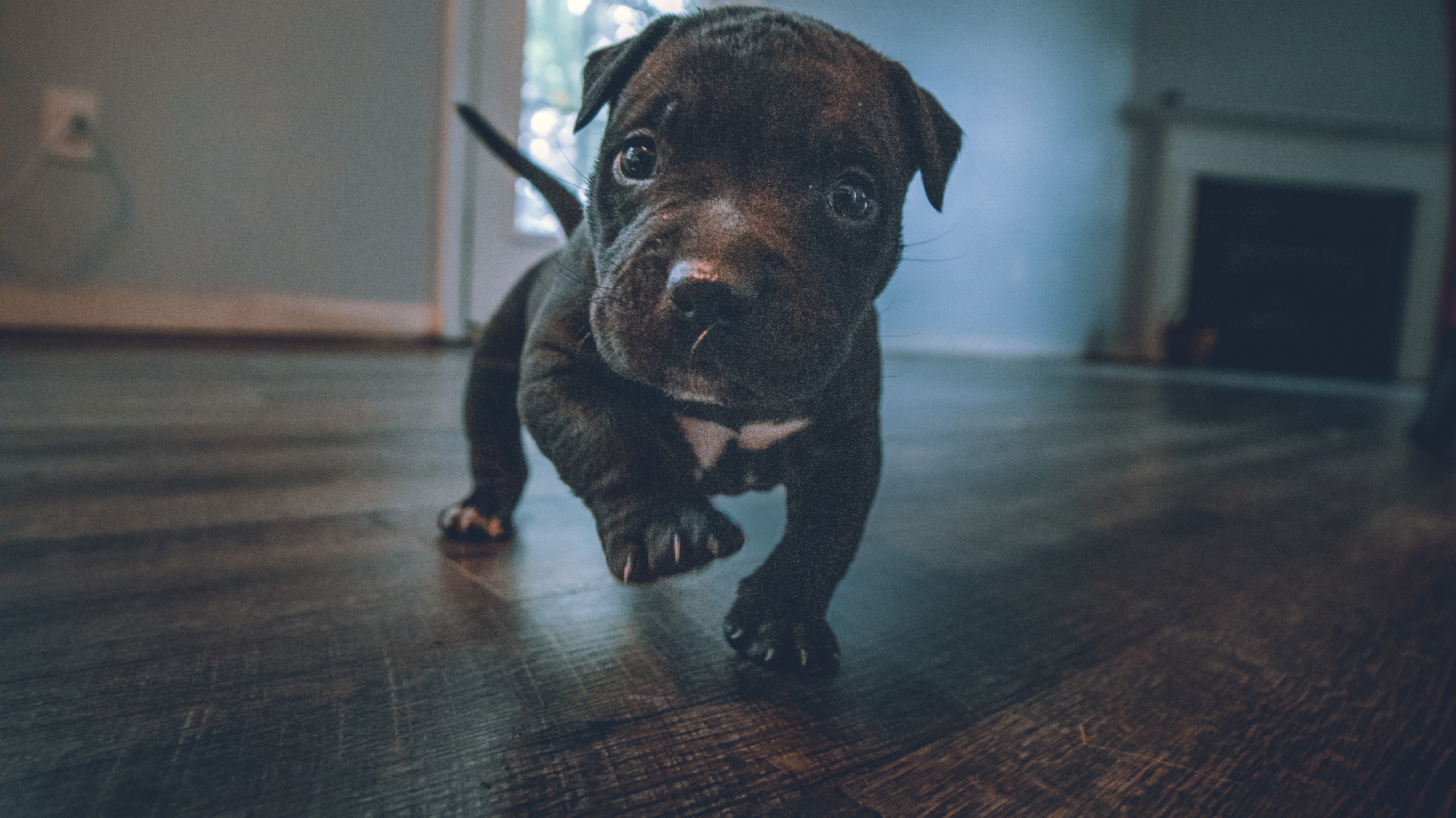 Обои датский дог, американский питбультерьер, американский булли, Псовые, пудель в разрешении 2560x1440