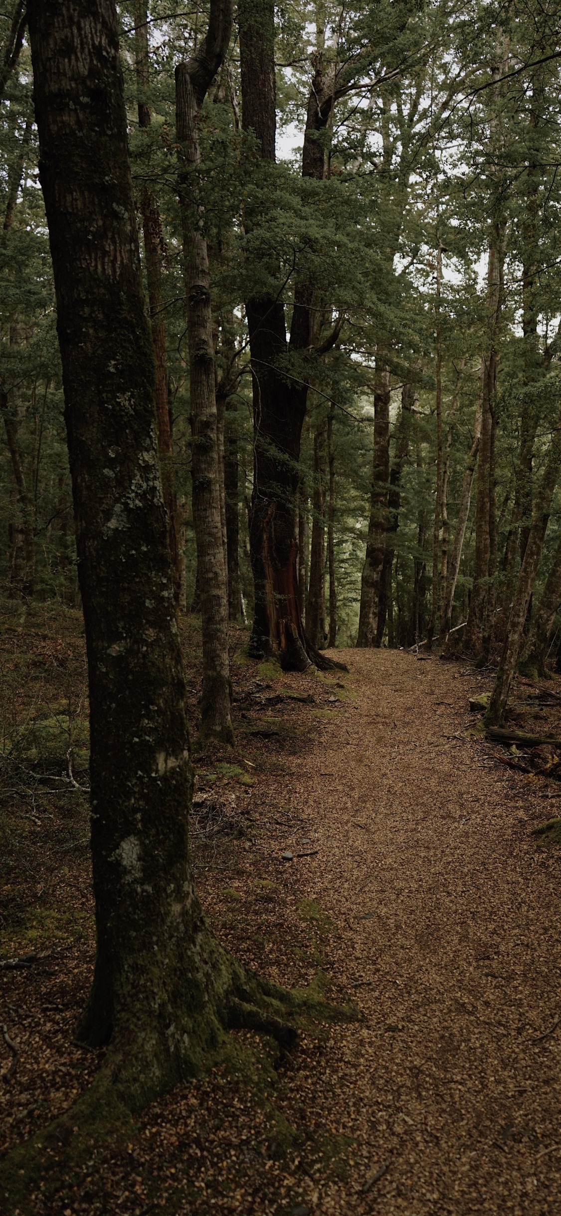 Обои лес, лесистая местность, природа, ель еловый лес, северный лиственный лес в разрешении 1125x2436