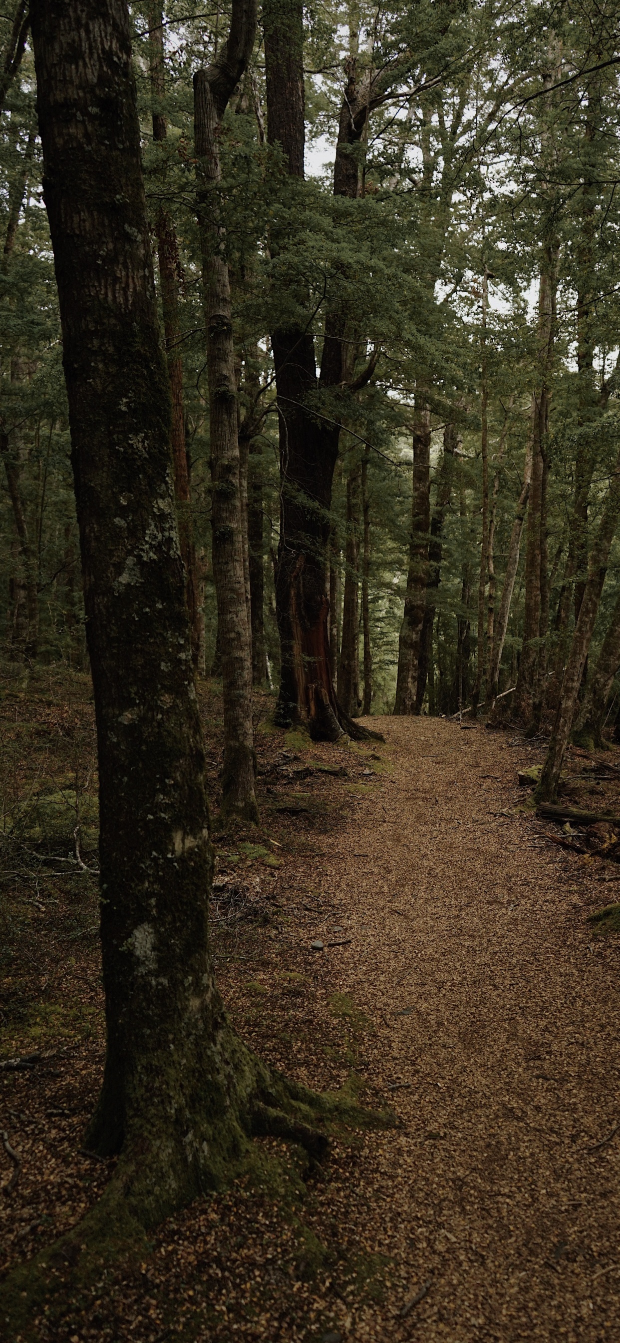 Обои лес, лесистая местность, природа, ель еловый лес, северный лиственный лес в разрешении 1242x2688