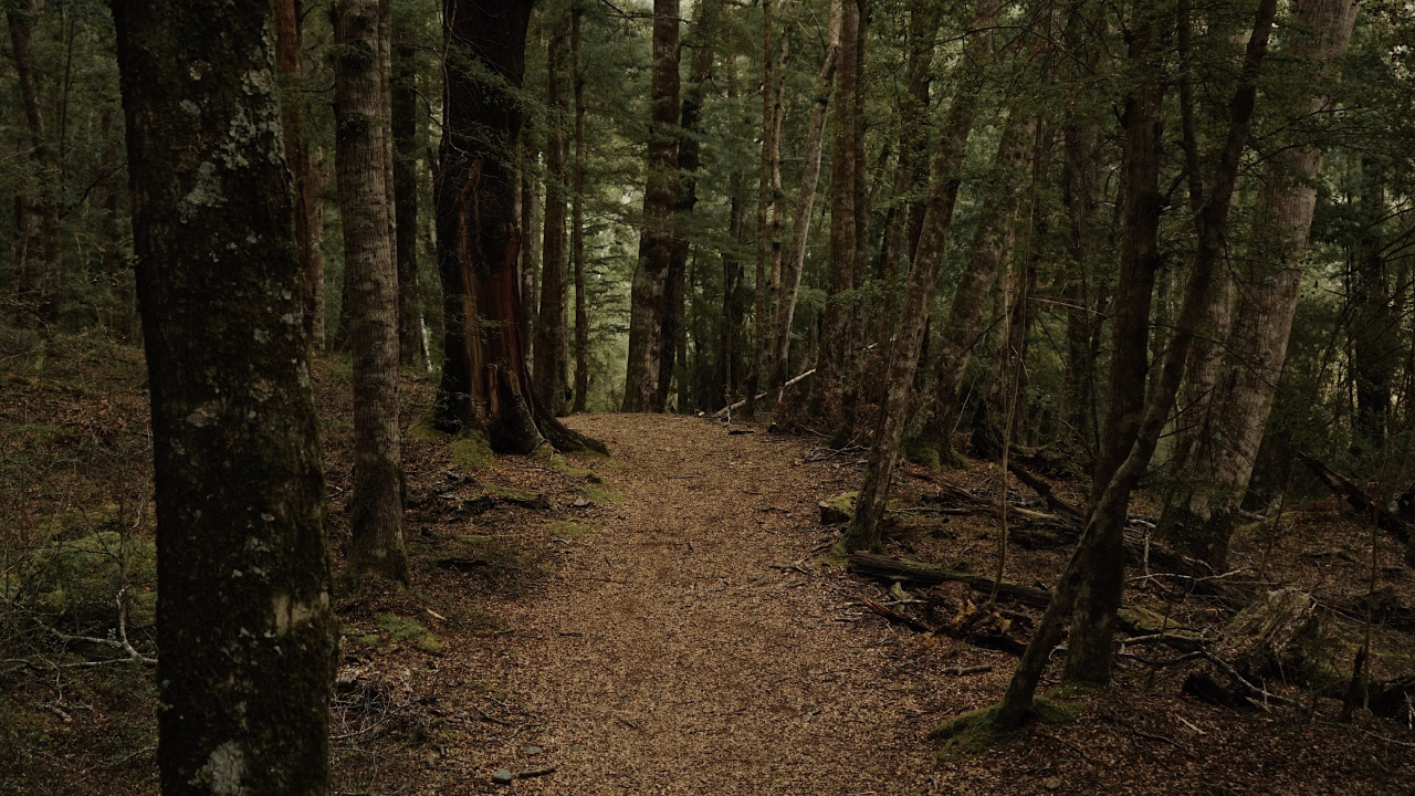 Обои лес, лесистая местность, природа, ель еловый лес, северный лиственный лес в разрешении 1280x720