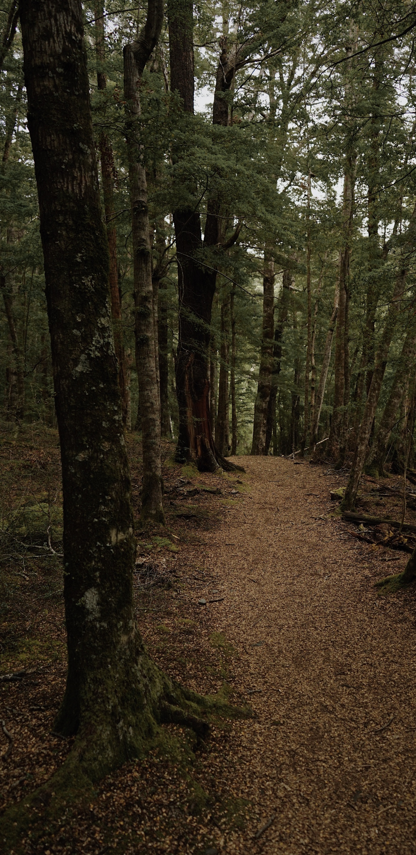 Обои лес, лесистая местность, природа, ель еловый лес, северный лиственный лес в разрешении 1440x2960
