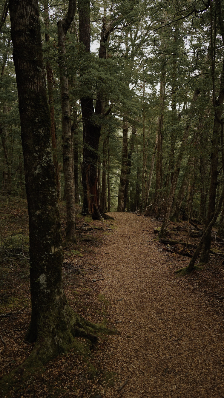 Обои лес, лесистая местность, природа, ель еловый лес, северный лиственный лес в разрешении 750x1334