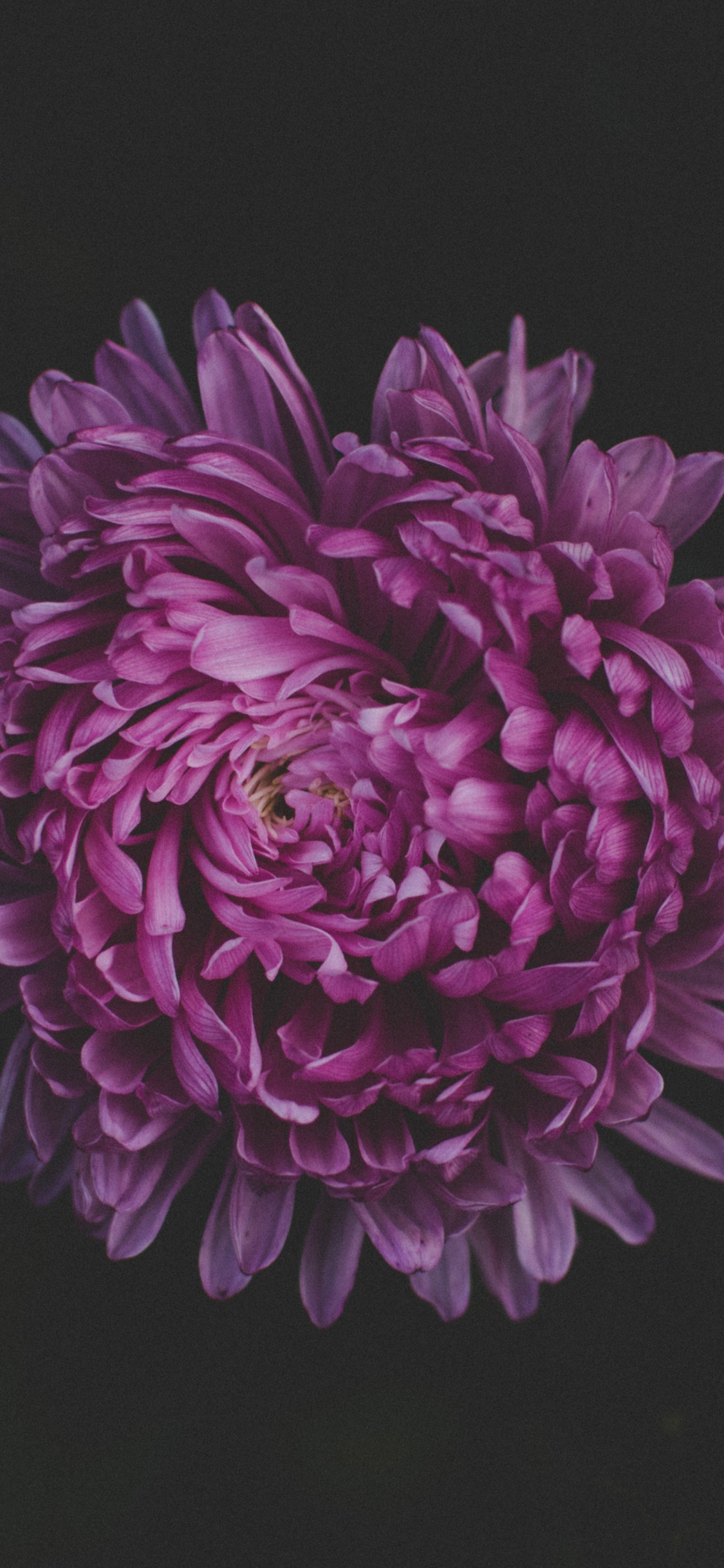 Обои цветок, пурпур, Фиолетовый, розовый, лепесток в разрешении 1125x2436