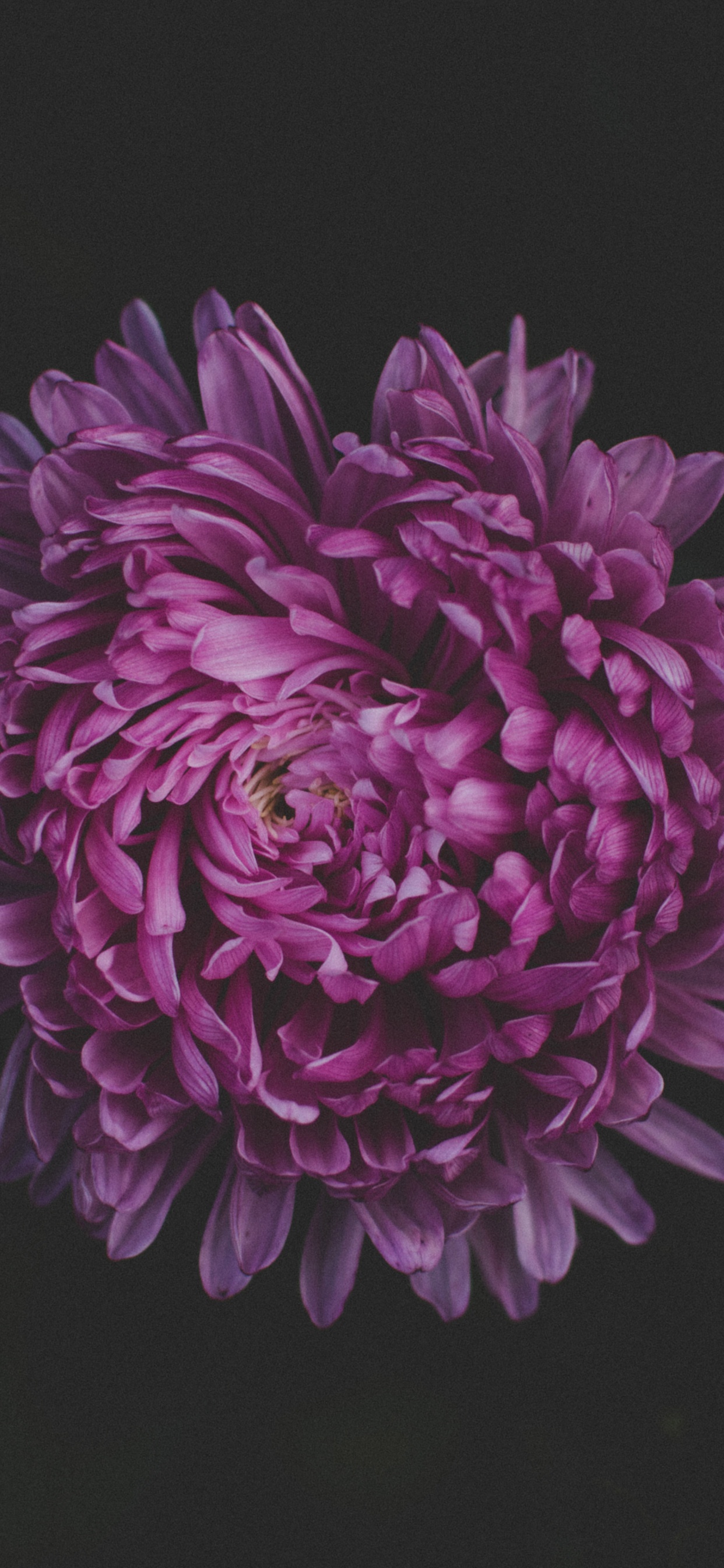 Обои цветок, пурпур, Фиолетовый, розовый, лепесток в разрешении 1242x2688