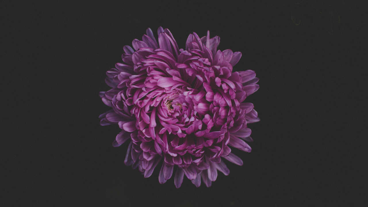 Обои цветок, пурпур, Фиолетовый, розовый, лепесток в разрешении 1280x720