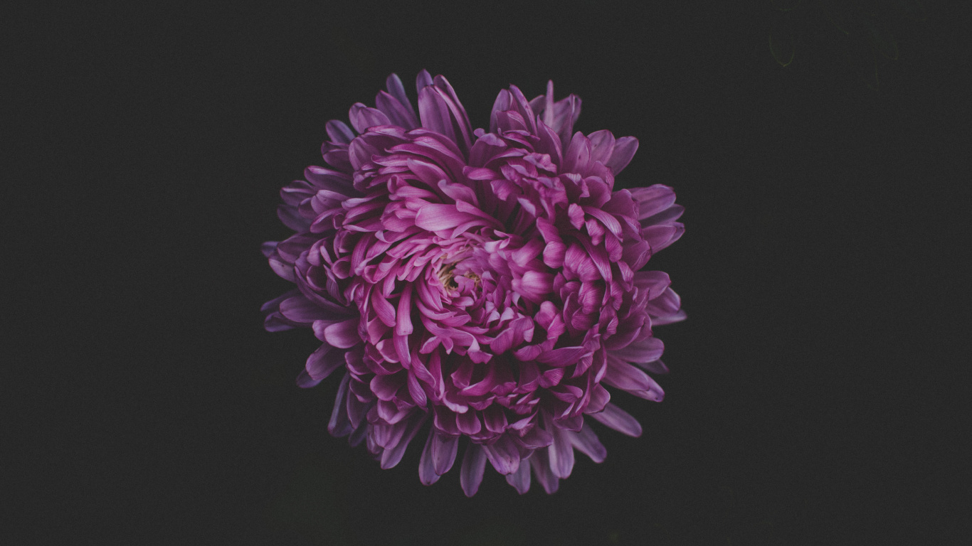 Обои цветок, пурпур, Фиолетовый, розовый, лепесток в разрешении 1366x768