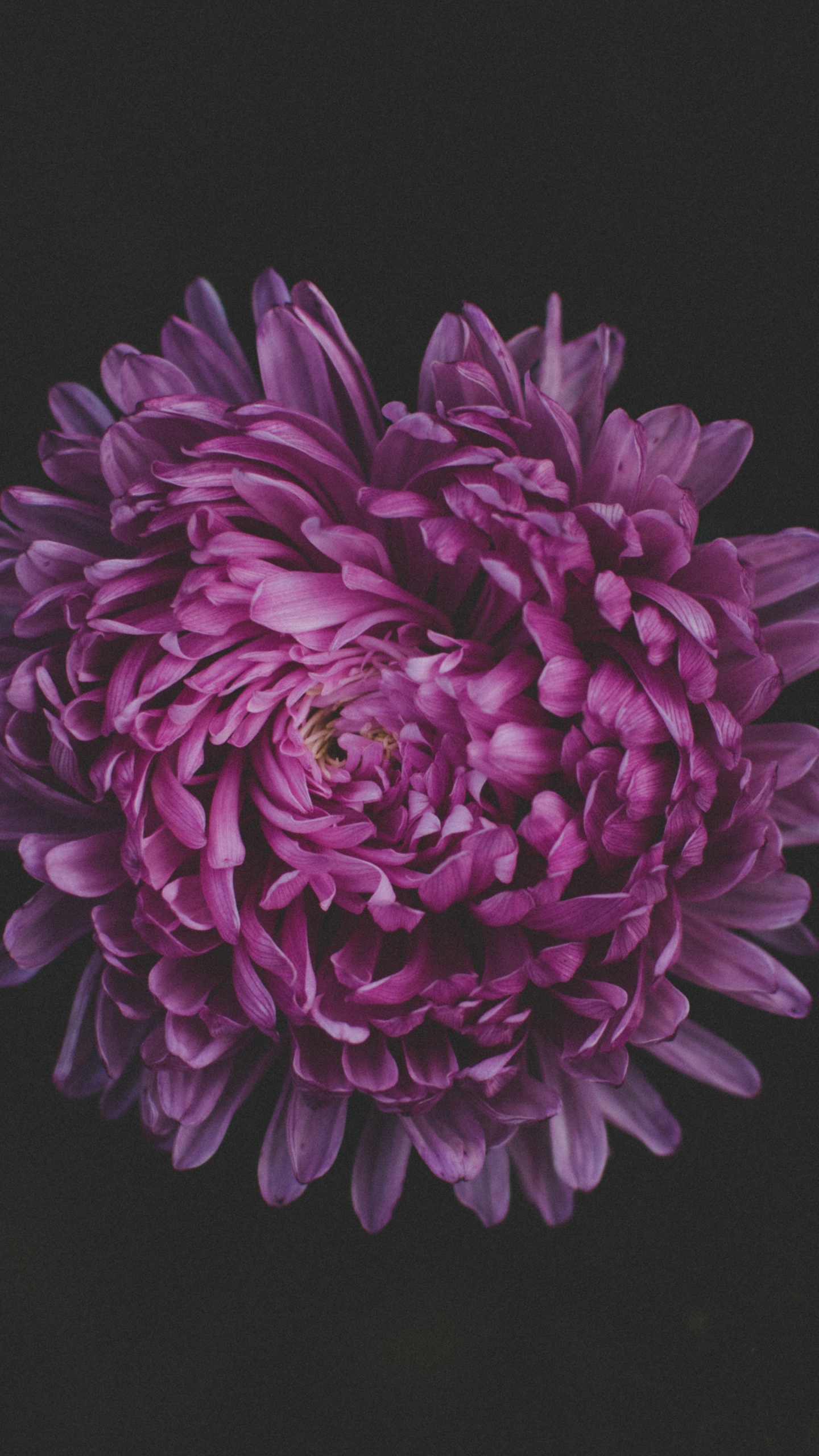 Обои цветок, пурпур, Фиолетовый, розовый, лепесток в разрешении 1440x2560