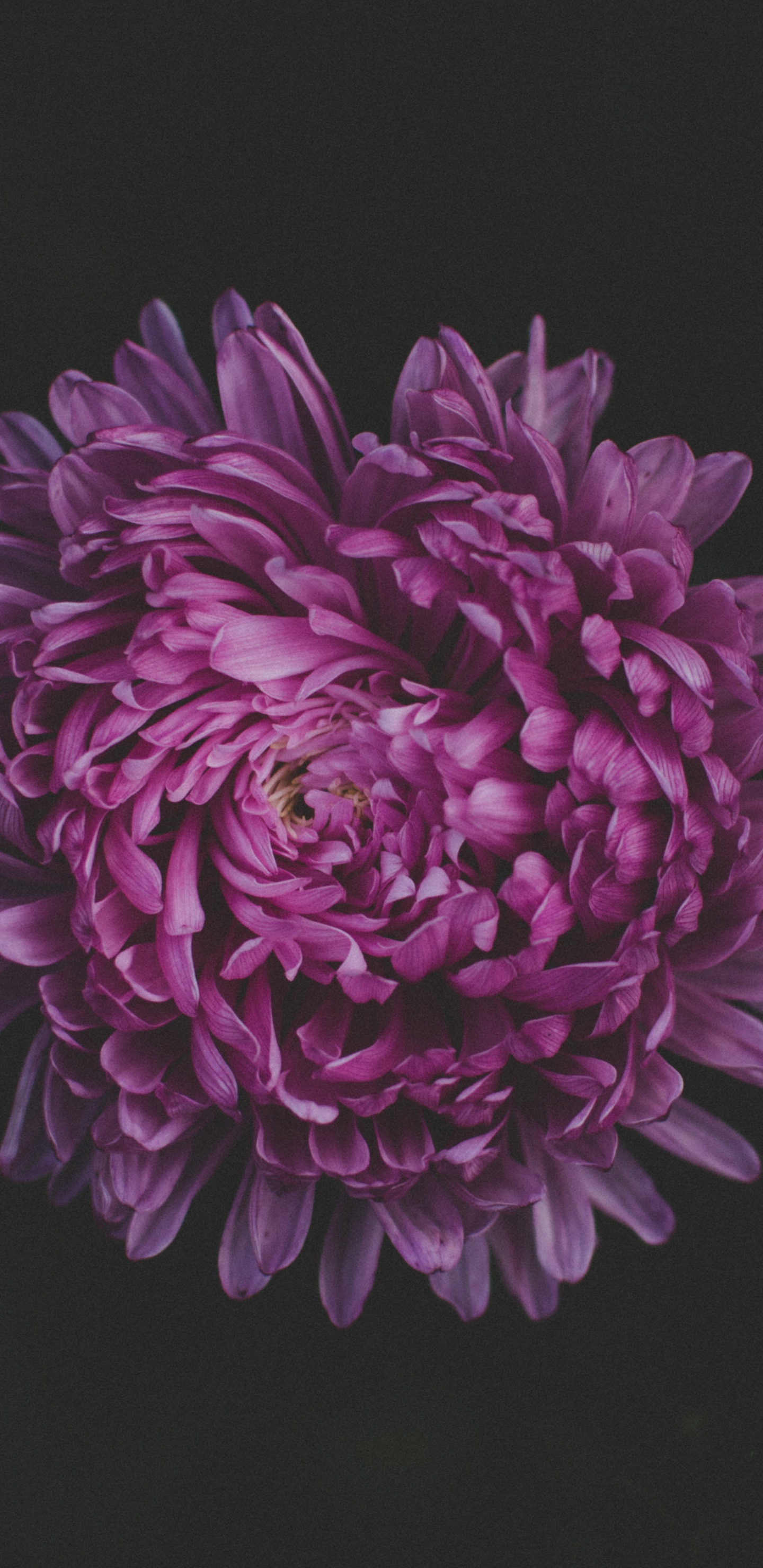 Обои цветок, пурпур, Фиолетовый, розовый, лепесток в разрешении 1440x2960