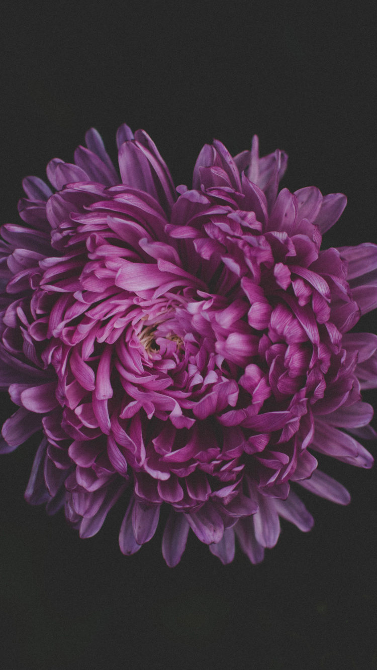 Обои цветок, пурпур, Фиолетовый, розовый, лепесток в разрешении 750x1334