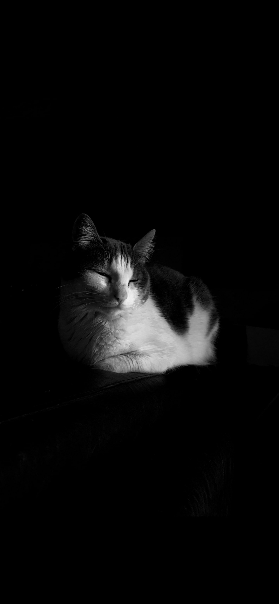 Обои Керманшахи, курдская музыка, кот, пресса, кошачьих в разрешении 1125x2436