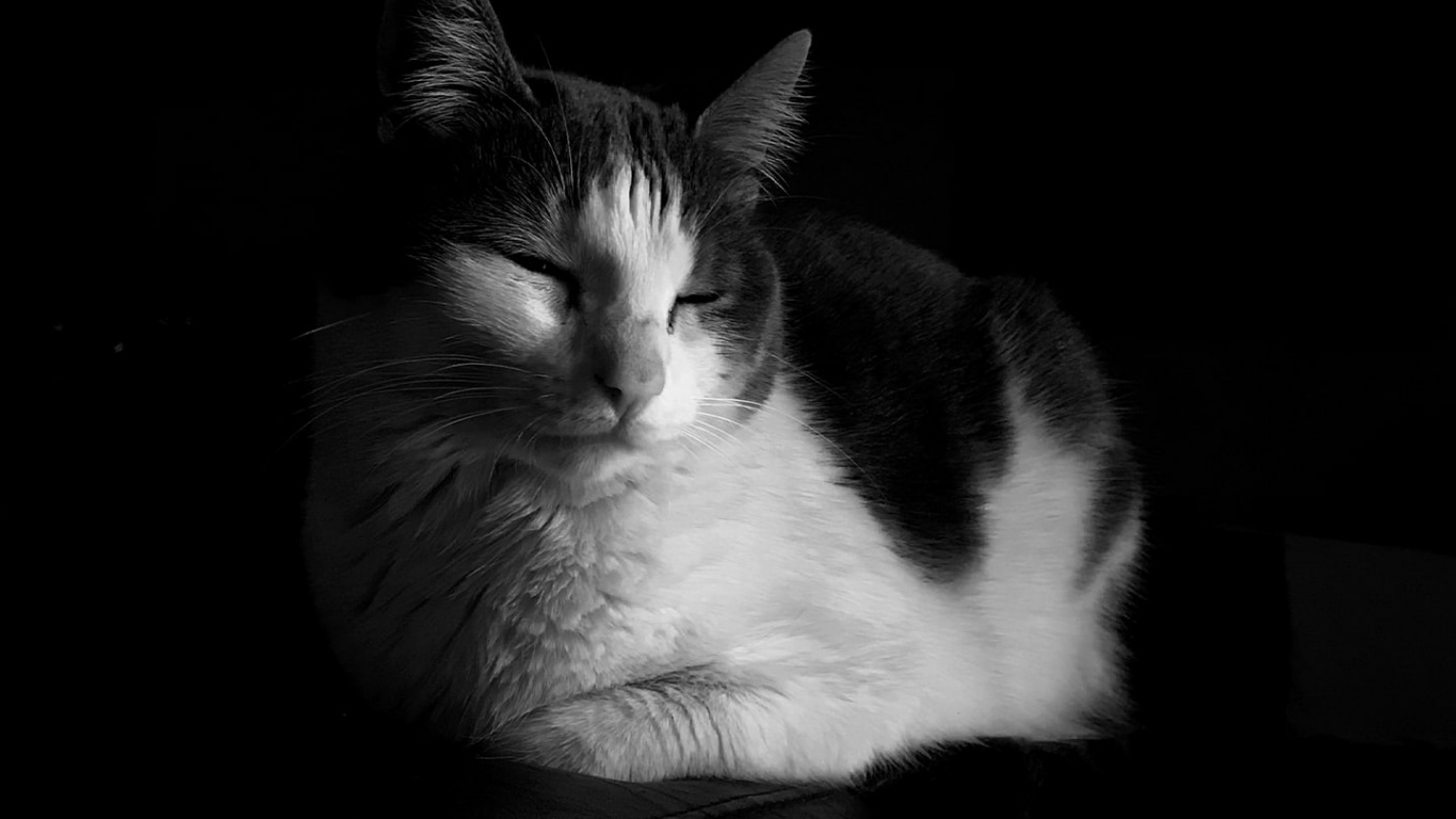 Обои Керманшахи, курдская музыка, кот, пресса, кошачьих в разрешении 1366x768