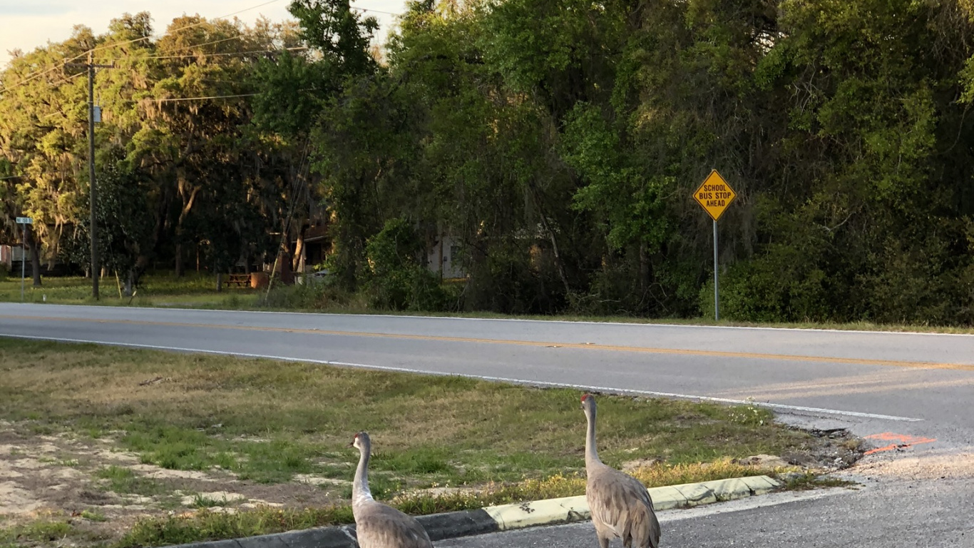 Обои череп, наука, биология, птица, клюв в разрешении 1366x768