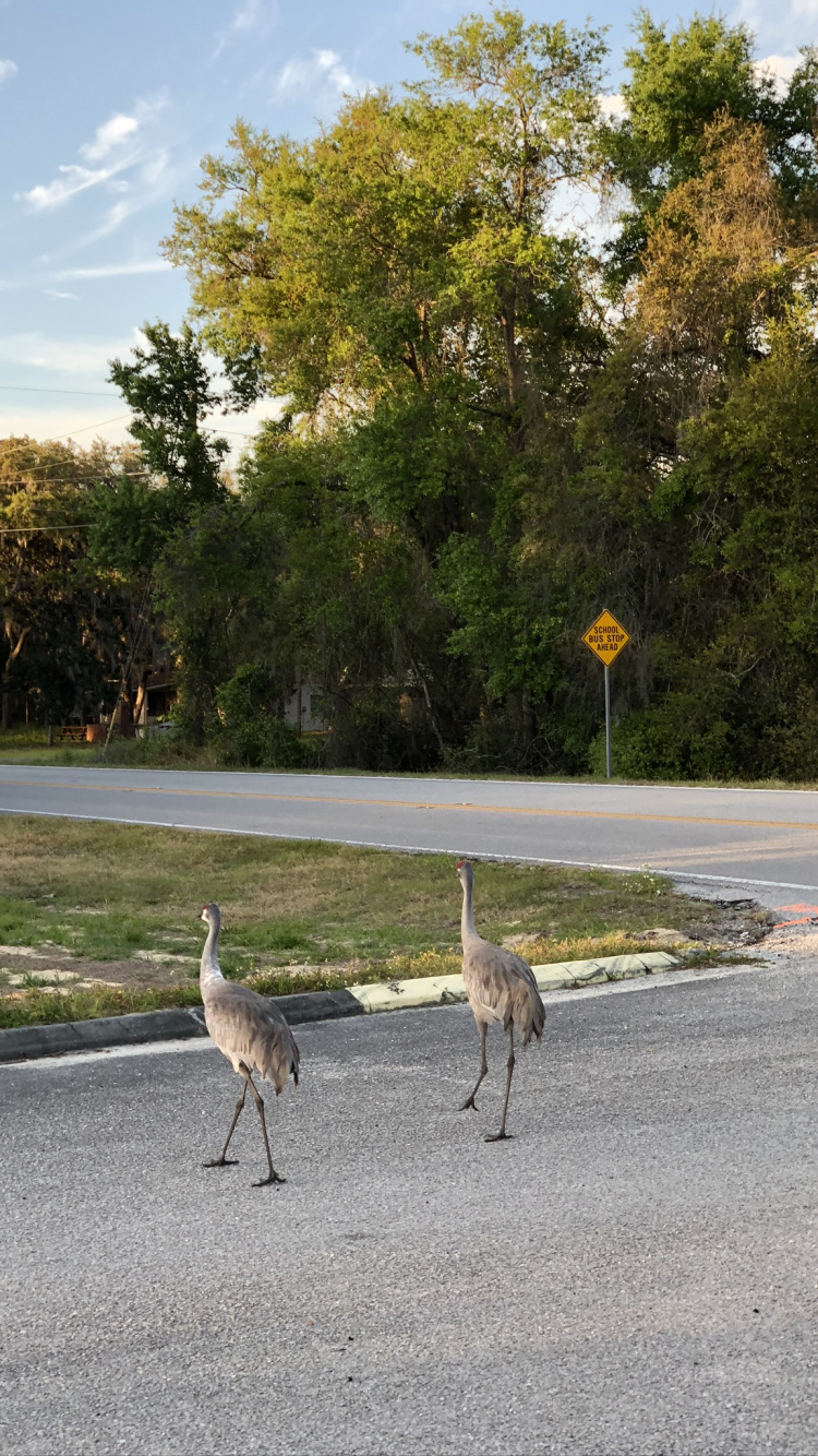 Обои череп, наука, биология, птица, клюв в разрешении 750x1334
