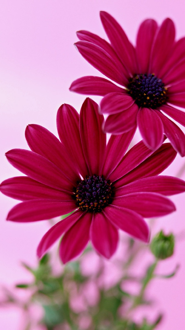 Обои лепесток, розовый, растение, цветковое растение, пурпурный цвет в разрешении 720x1280