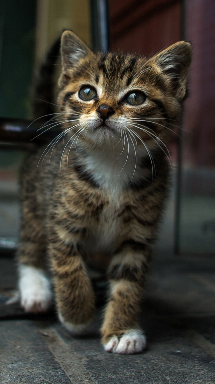 Обои бакенбарды, ли дракон, сиамская кошка, кошачьих, датский дог в разрешении 750x1334
