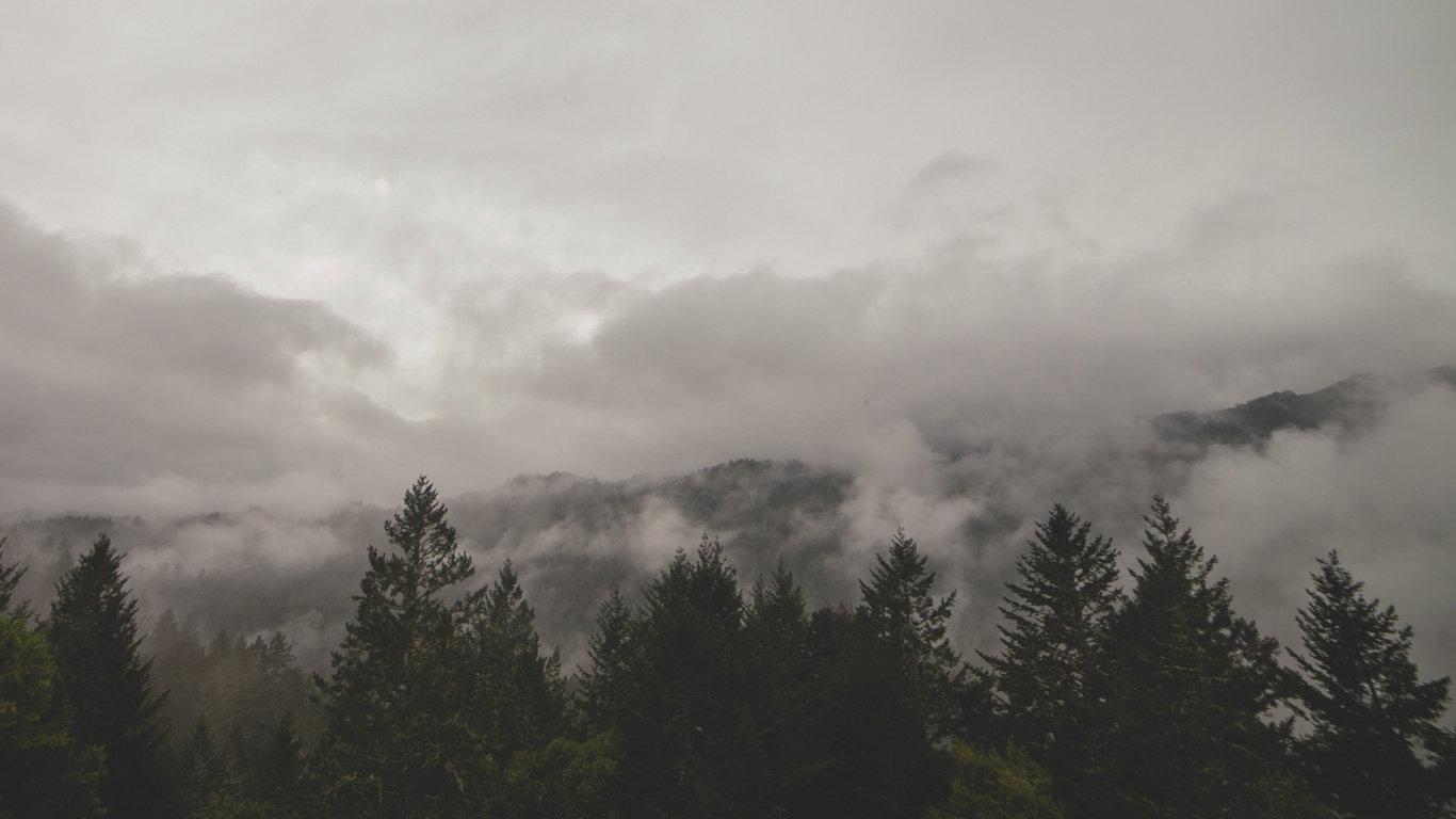 Обои облака лес, облако, лес, туманные леса, туман в разрешении 1366x768