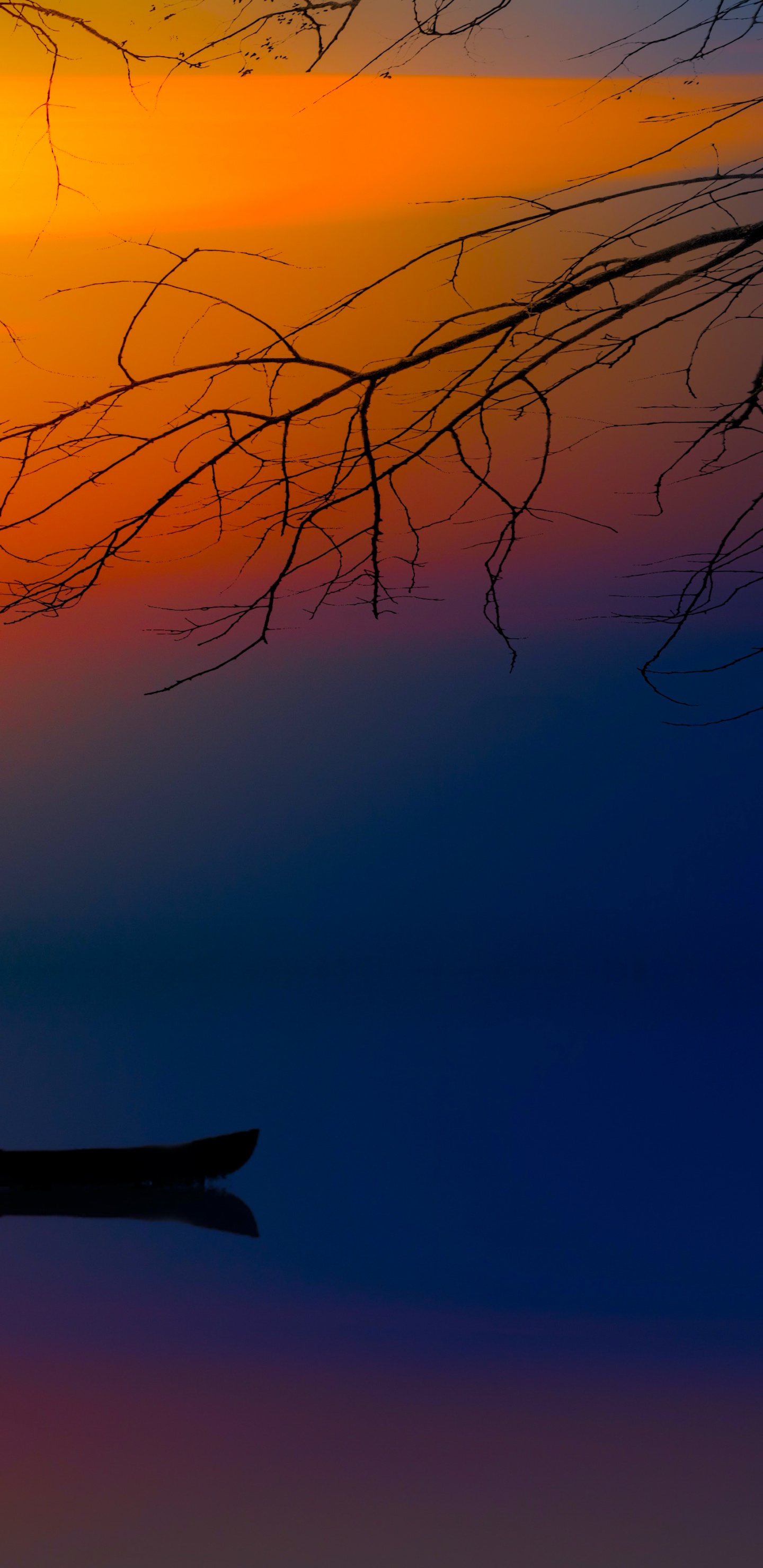 Обои атмосфера, дневное время, послесвечение, сумрак, ветвь в разрешении 1440x2960