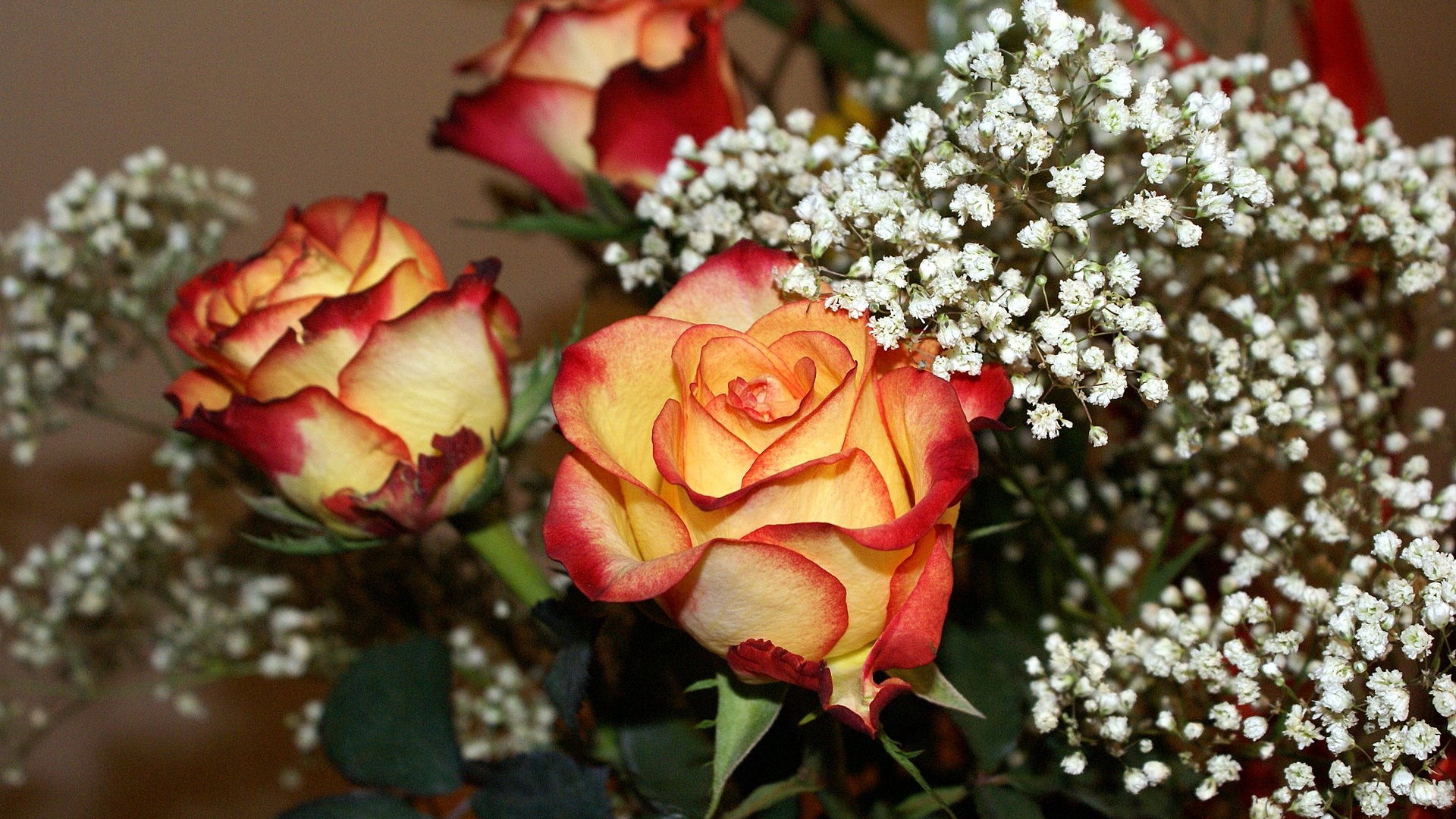 Обои Роза, цветочный букет, цветковое растение, сад роз, красный цвет в разрешении 1920x1080