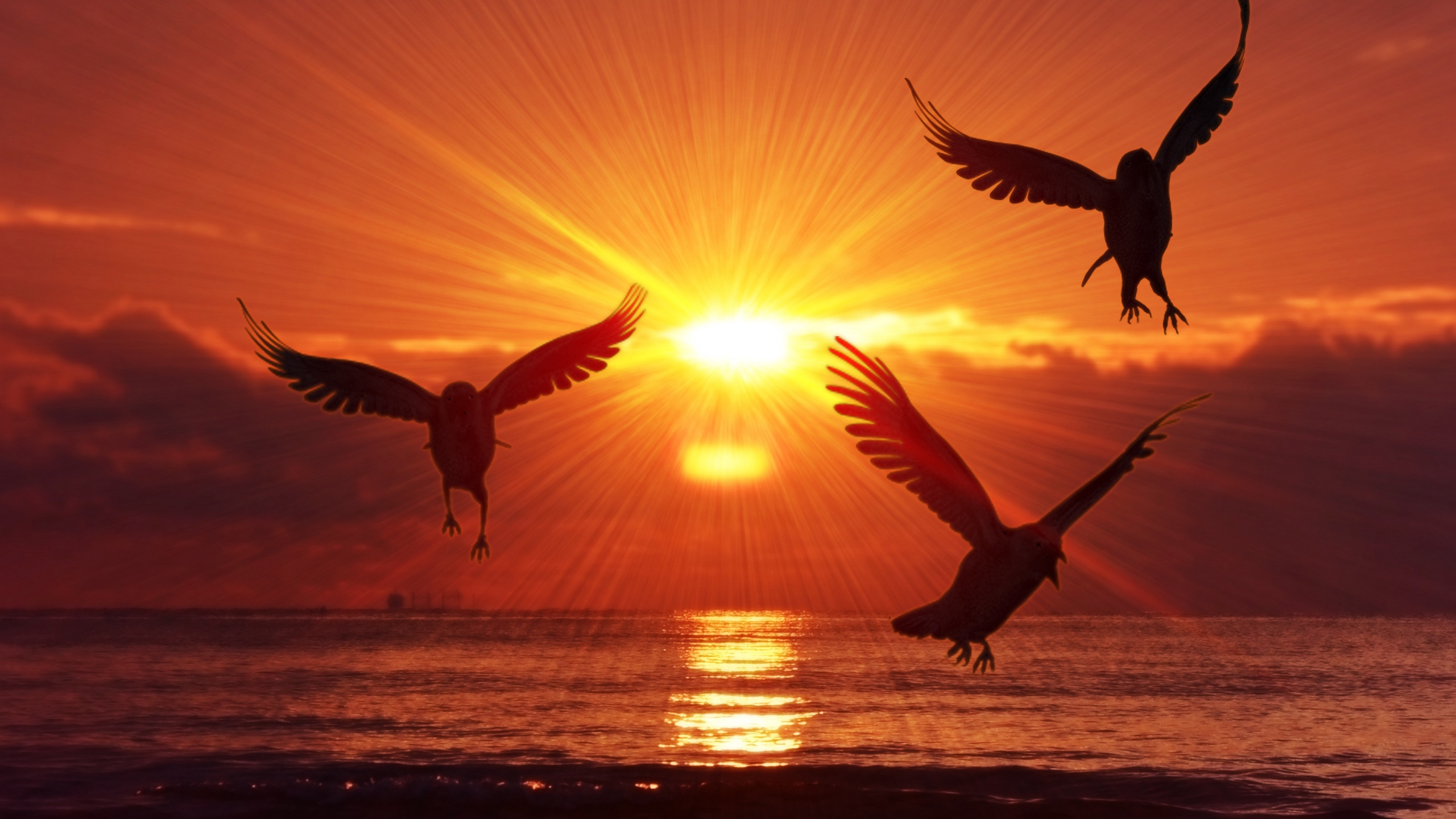 Обои птица, закат, утро, восход солнца, морская птица в разрешении 2560x1440