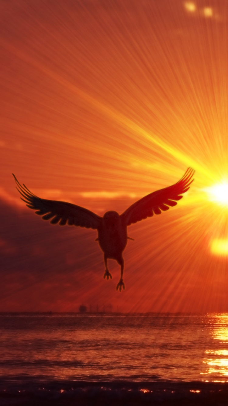 Обои птица, закат, утро, восход солнца, морская птица в разрешении 750x1334