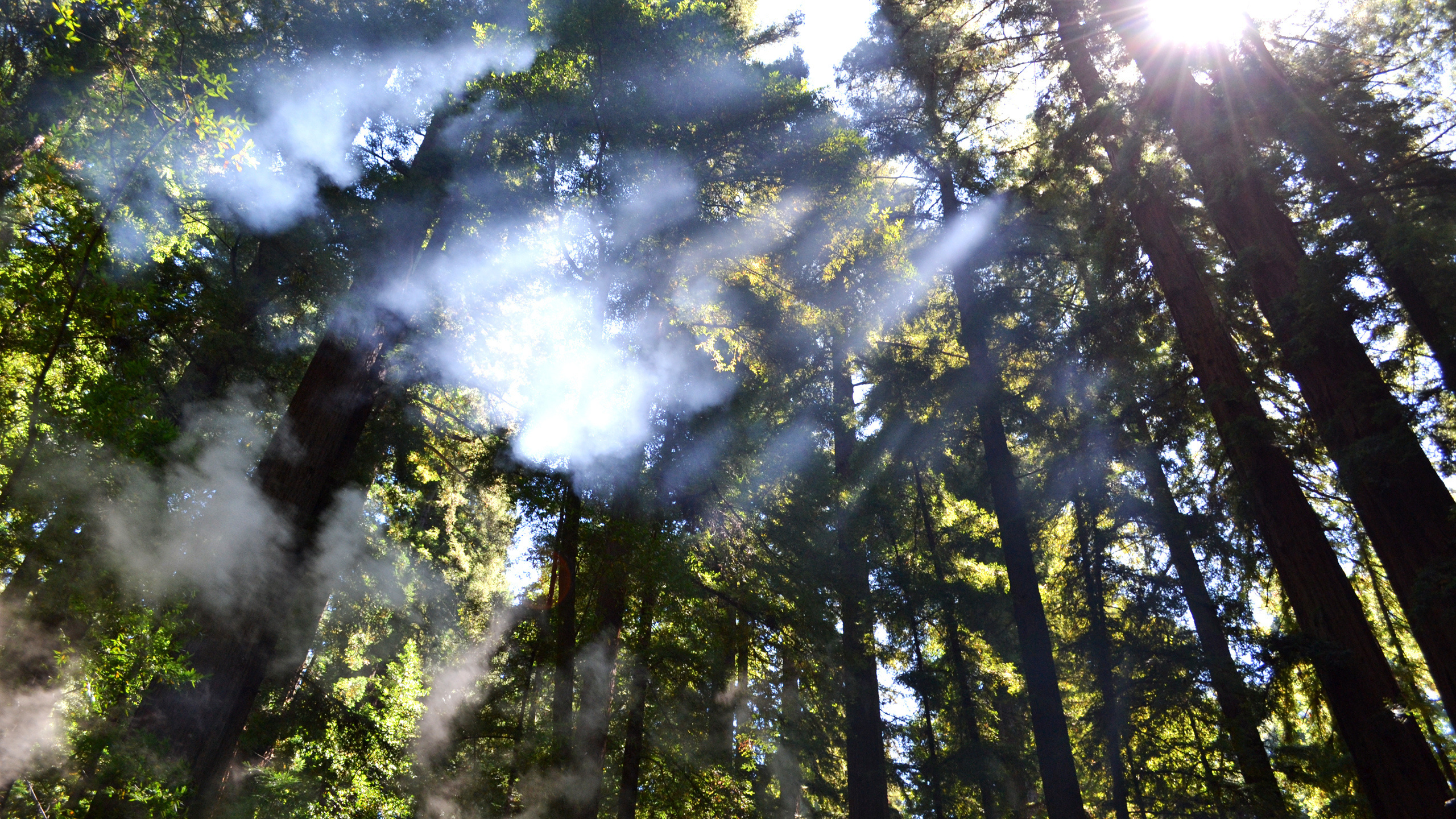 Обои лес, дерево, природа, солнечный свет, растительность в разрешении 2560x1440