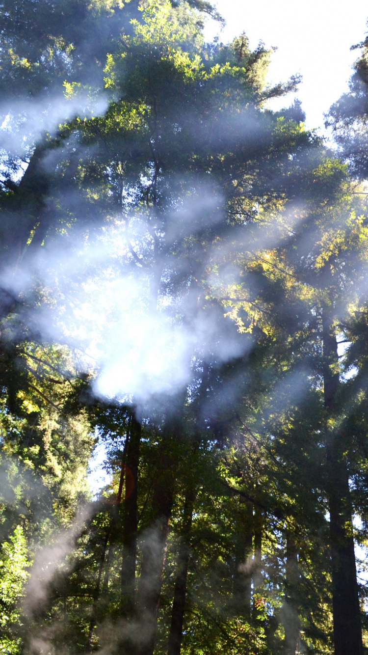 Обои лес, дерево, природа, солнечный свет, растительность в разрешении 750x1334