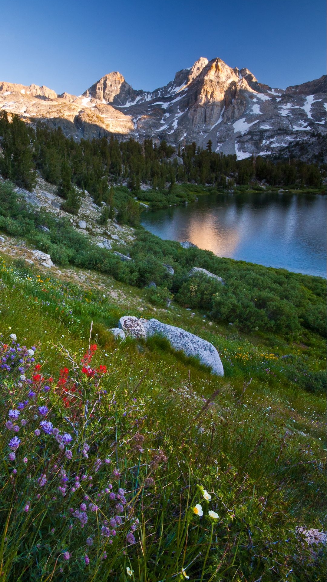 Обои природа, планшет, цветок, растение, гора в разрешении 1080x1920